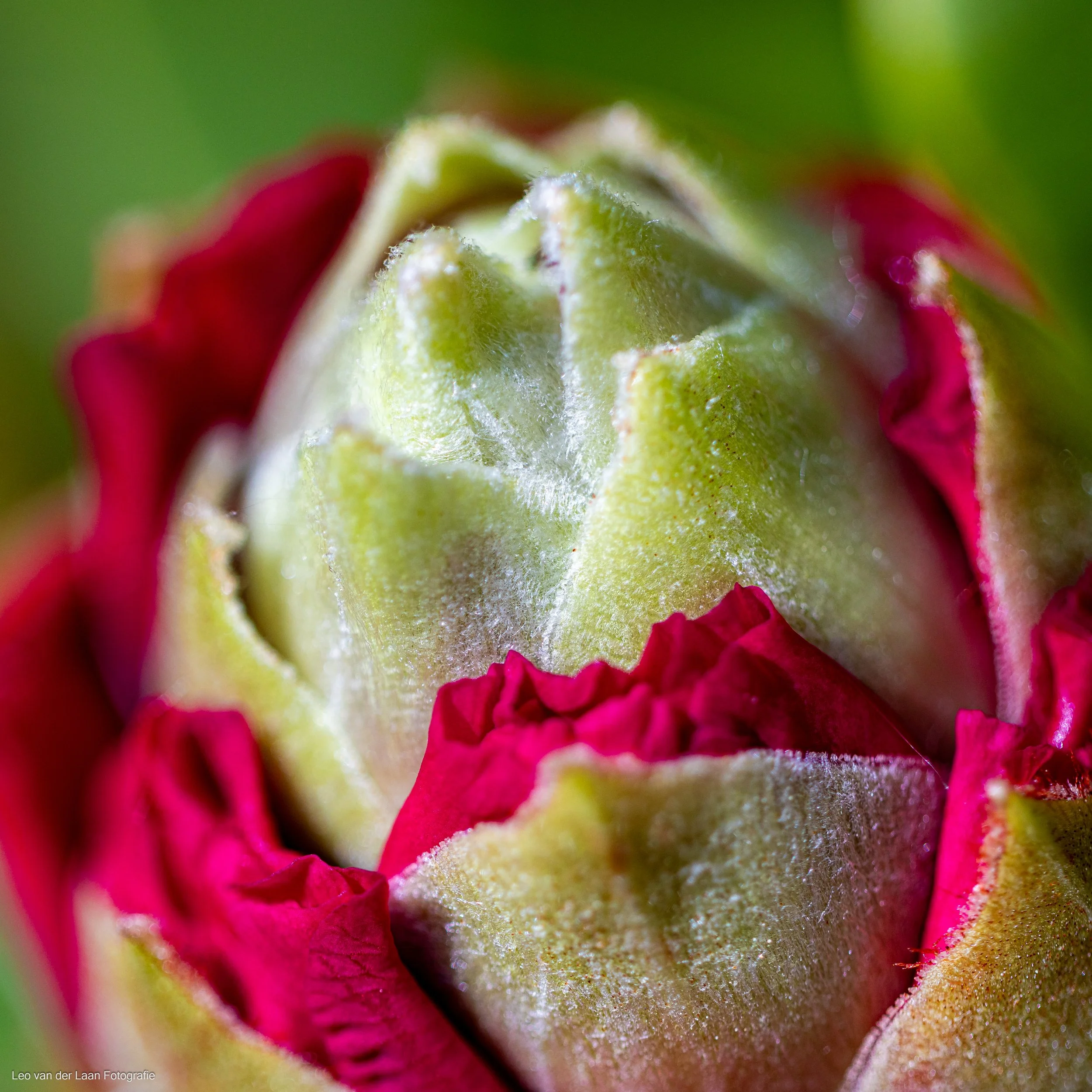 _W2A4072-7.jpg