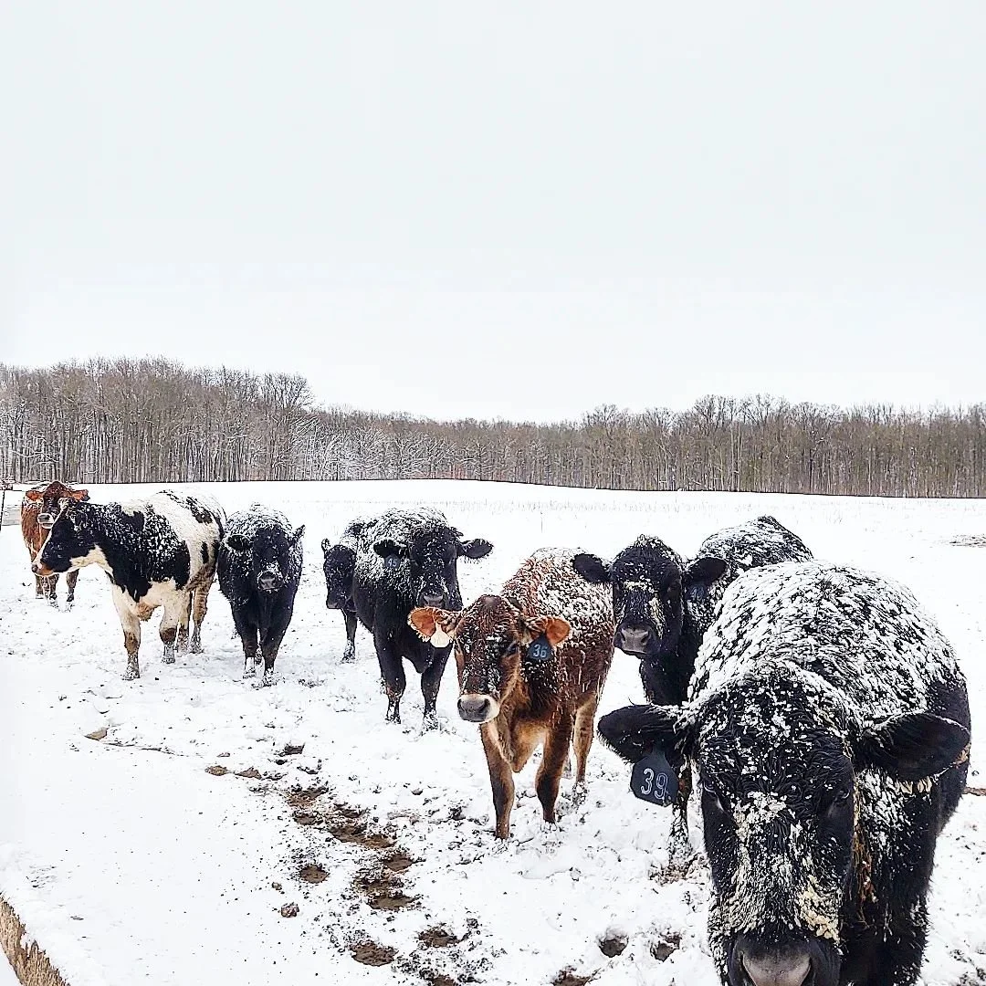 Steers in snow.jpg