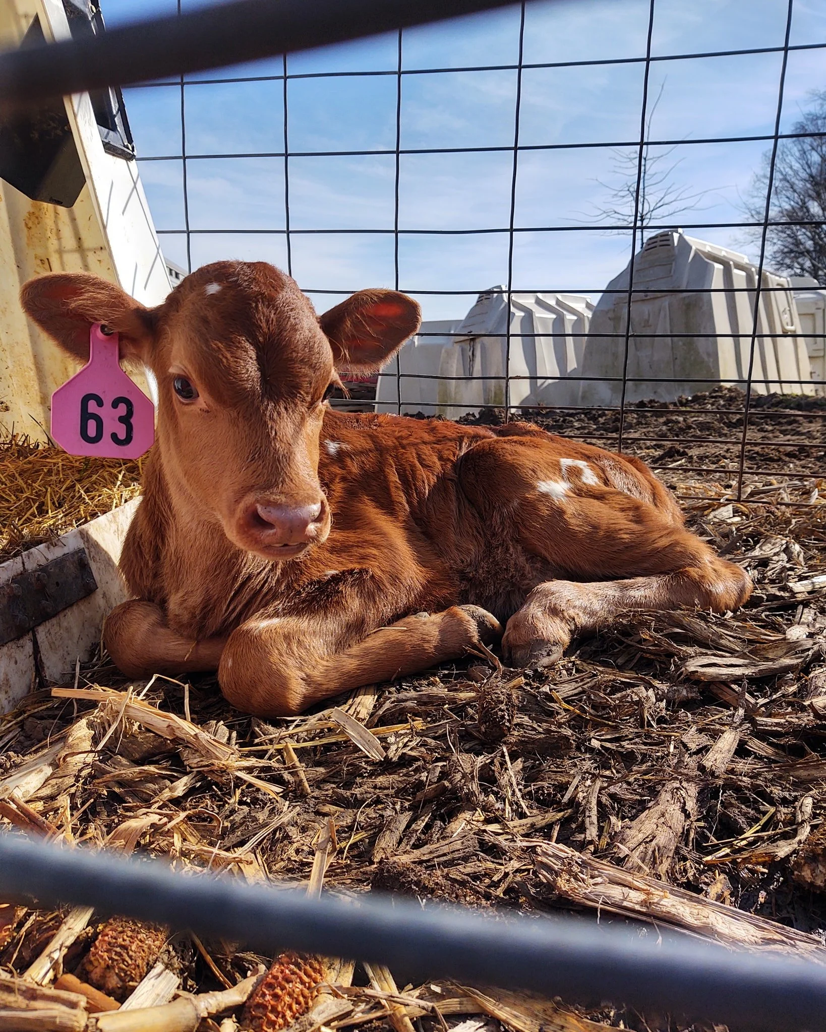 Jersey calf.jpg