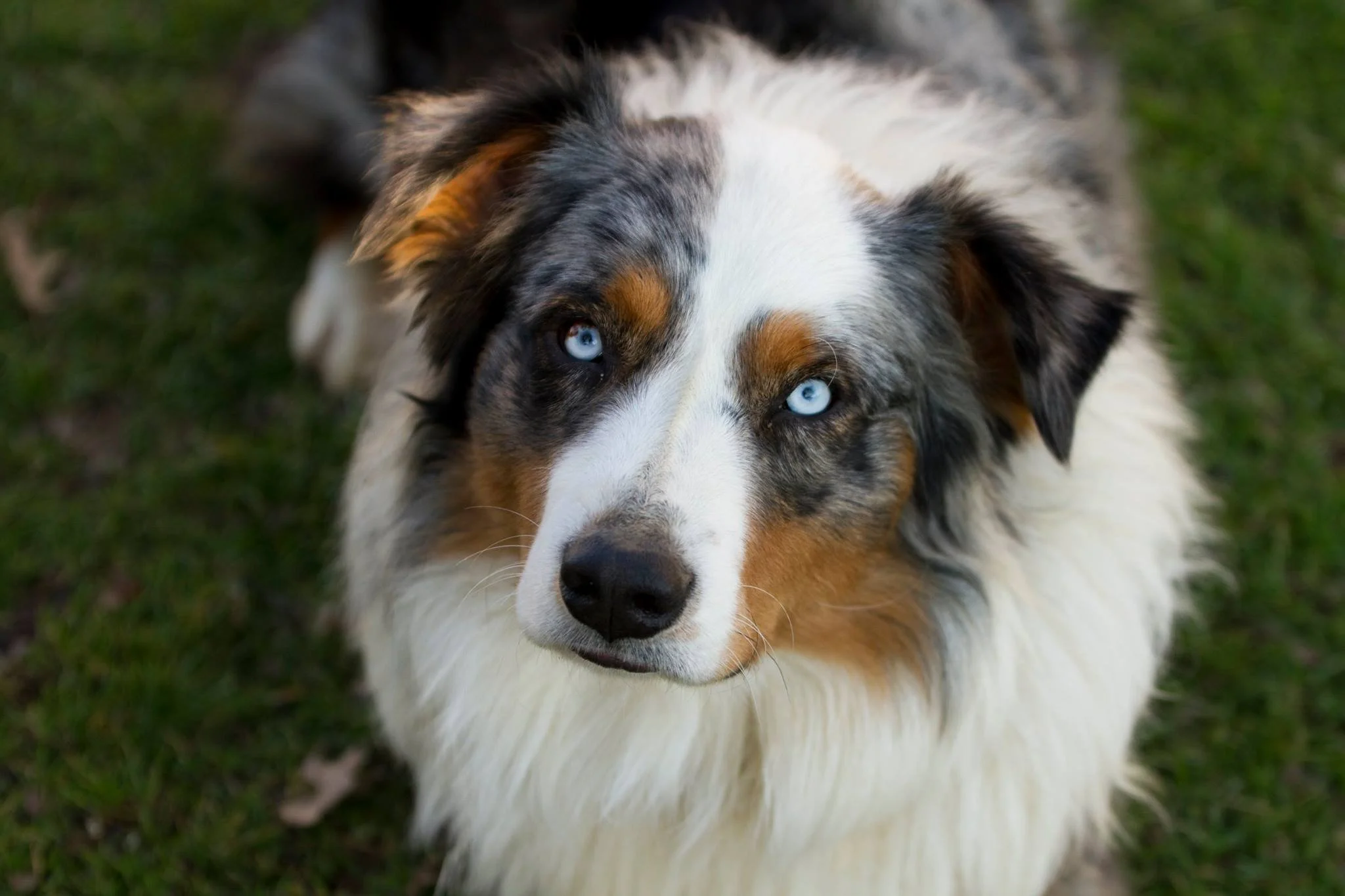 Our beloved Aussie, Case