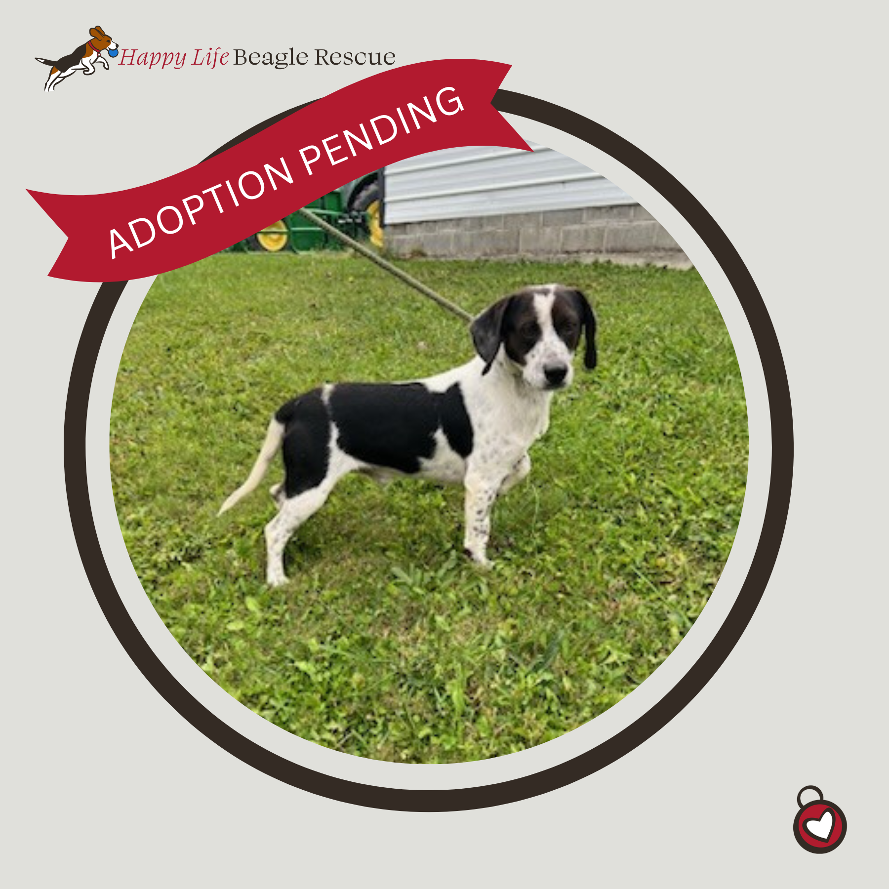 Available Dogs — Happy Life Beagle Rescue
