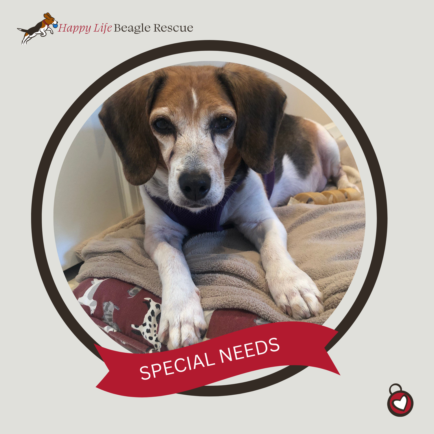 Available Dogs — Happy Life Beagle Rescue