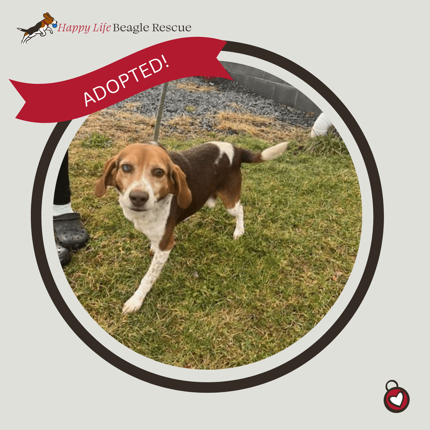 Available Dogs — Happy Life Beagle Rescue