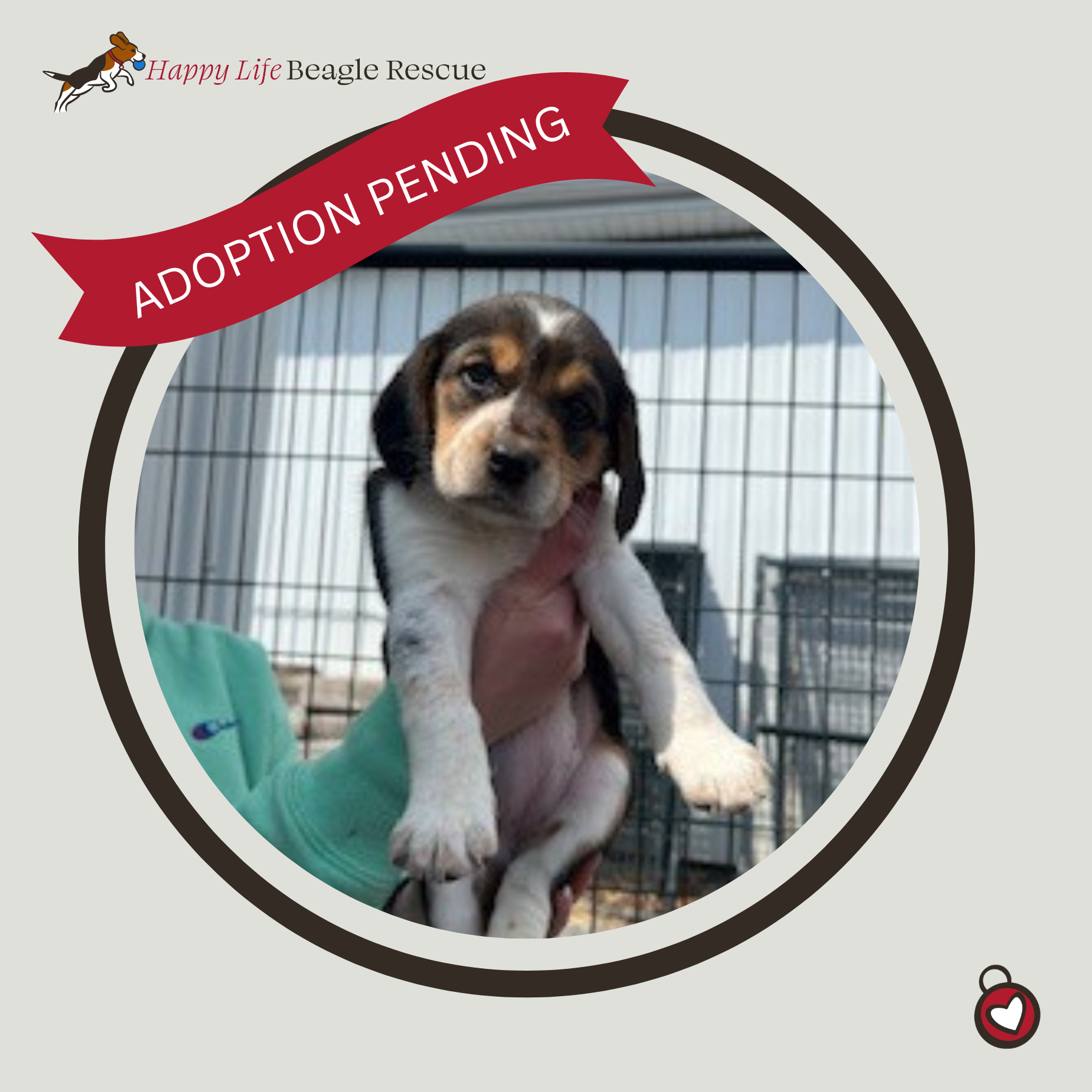 Available Dogs — Happy Life Beagle Rescue