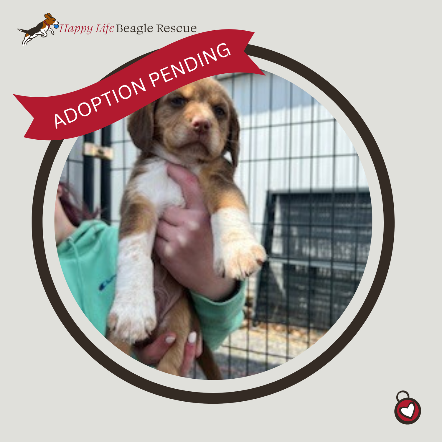 Available Dogs — Happy Life Beagle Rescue