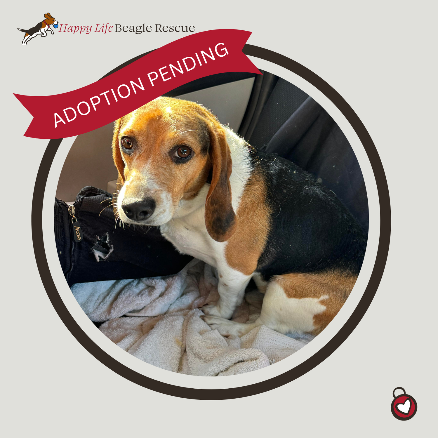 Available Dogs — Happy Life Beagle Rescue