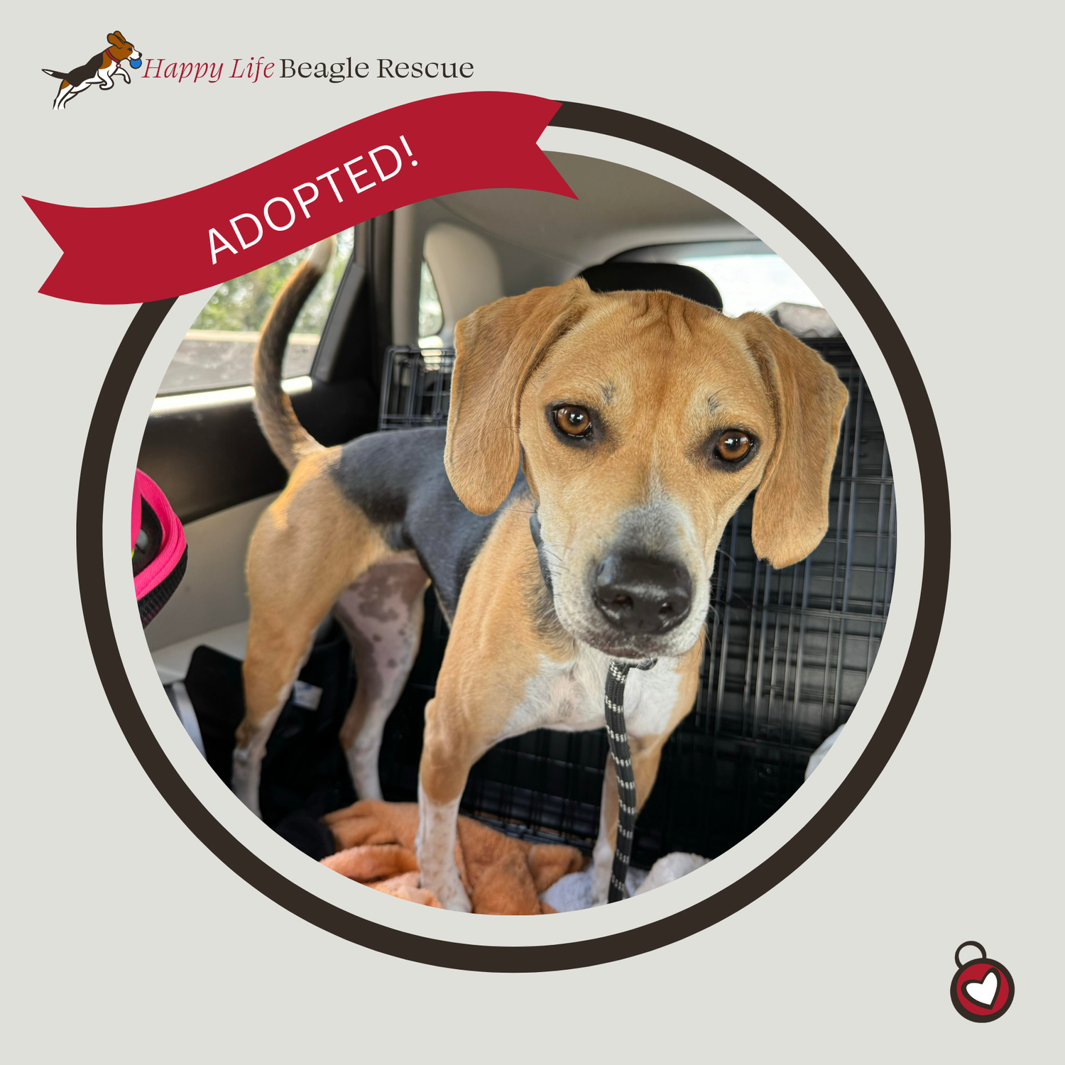Available Dogs — Happy Life Beagle Rescue