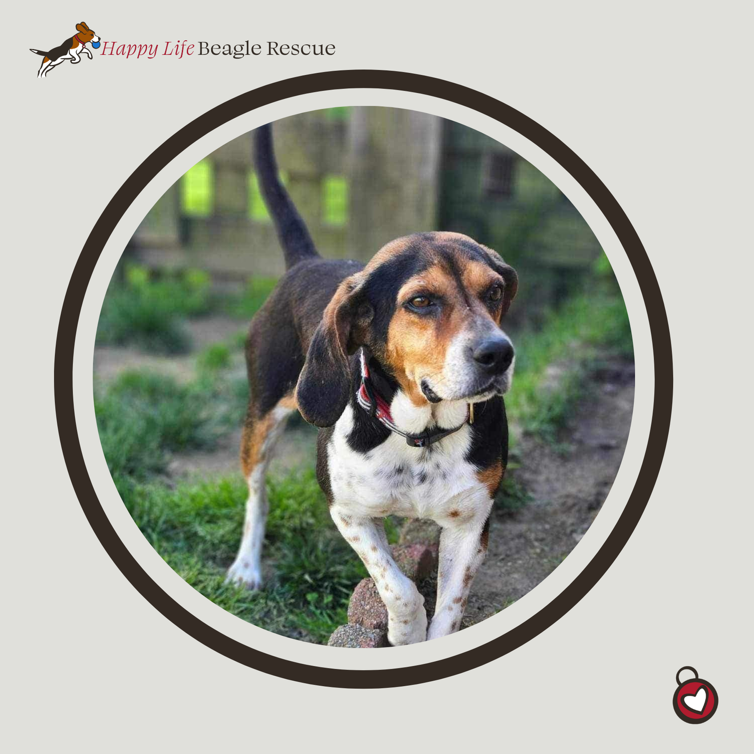 Available Dogs — Happy Life Beagle Rescue