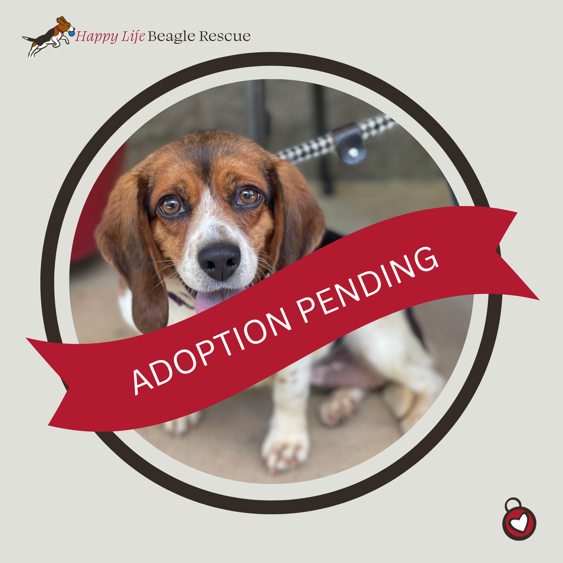 Available Dogs — Happy Life Beagle Rescue