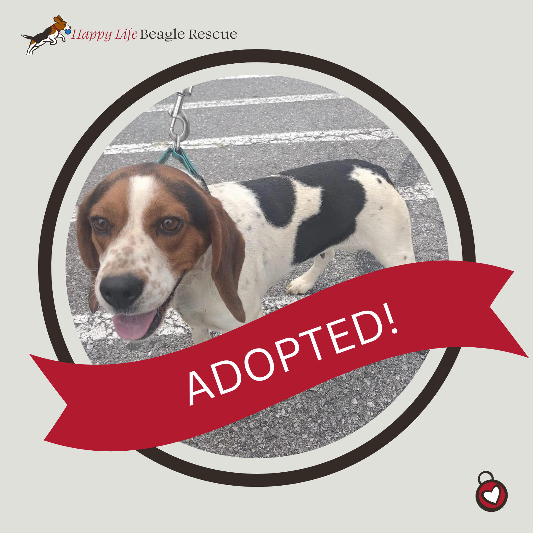 Available Dogs — Happy Life Beagle Rescue