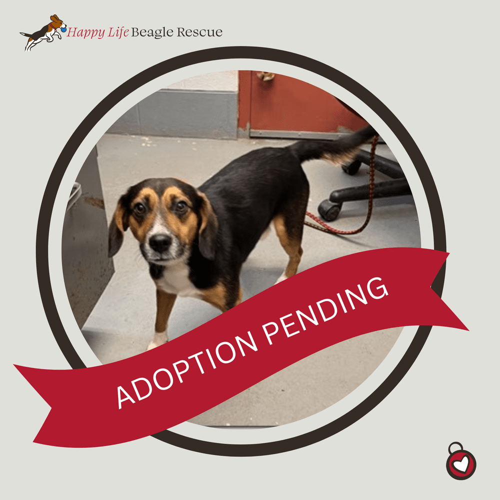 Available Dogs — Happy Life Beagle Rescue