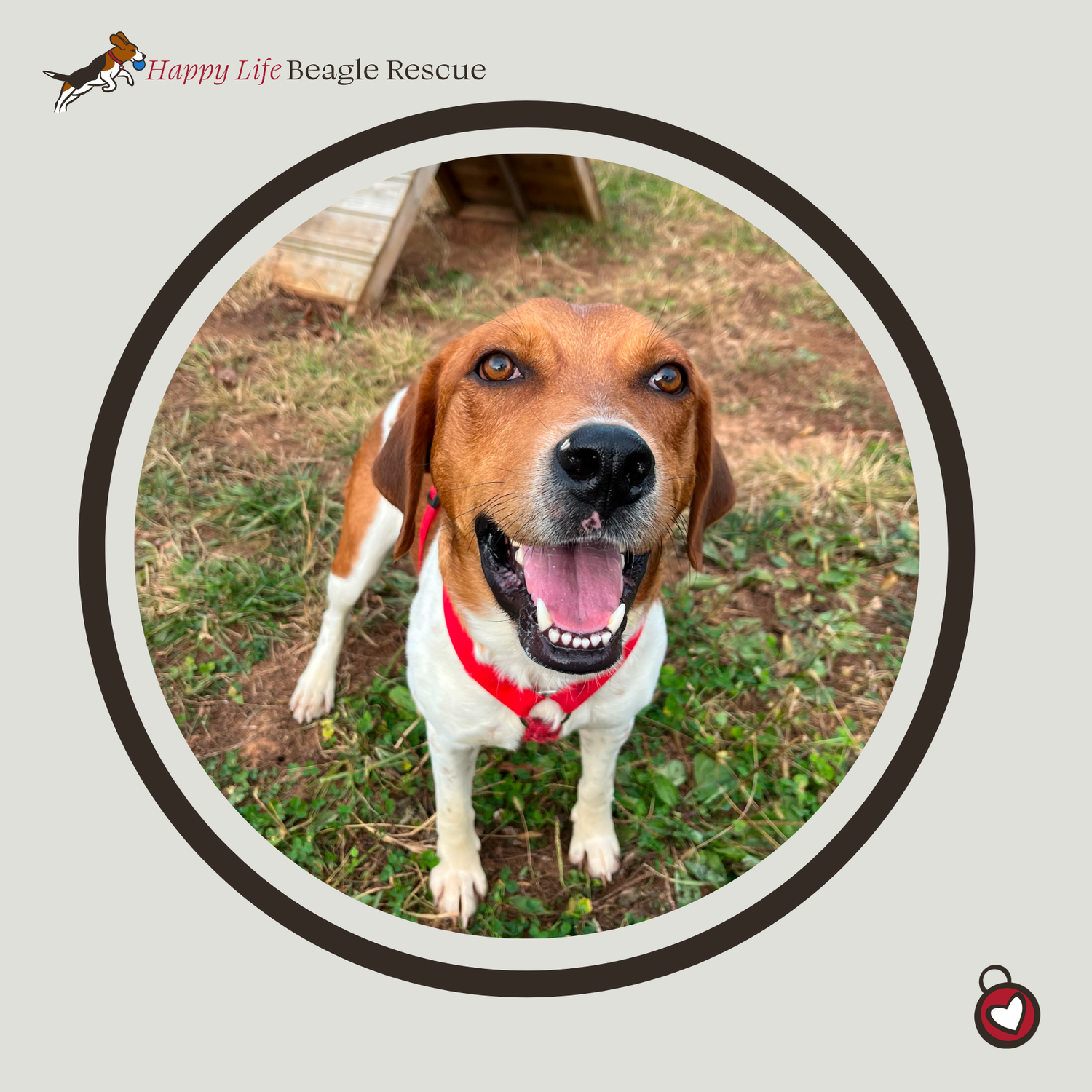 Available Dogs — Happy Life Beagle Rescue