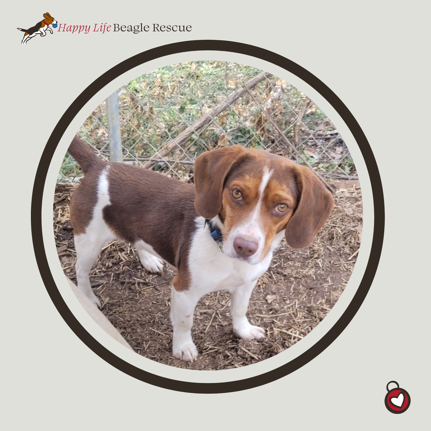 Available Dogs — Happy Life Beagle Rescue