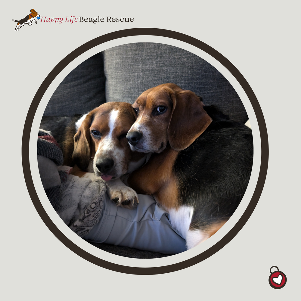 Available Dogs — Happy Life Beagle Rescue
