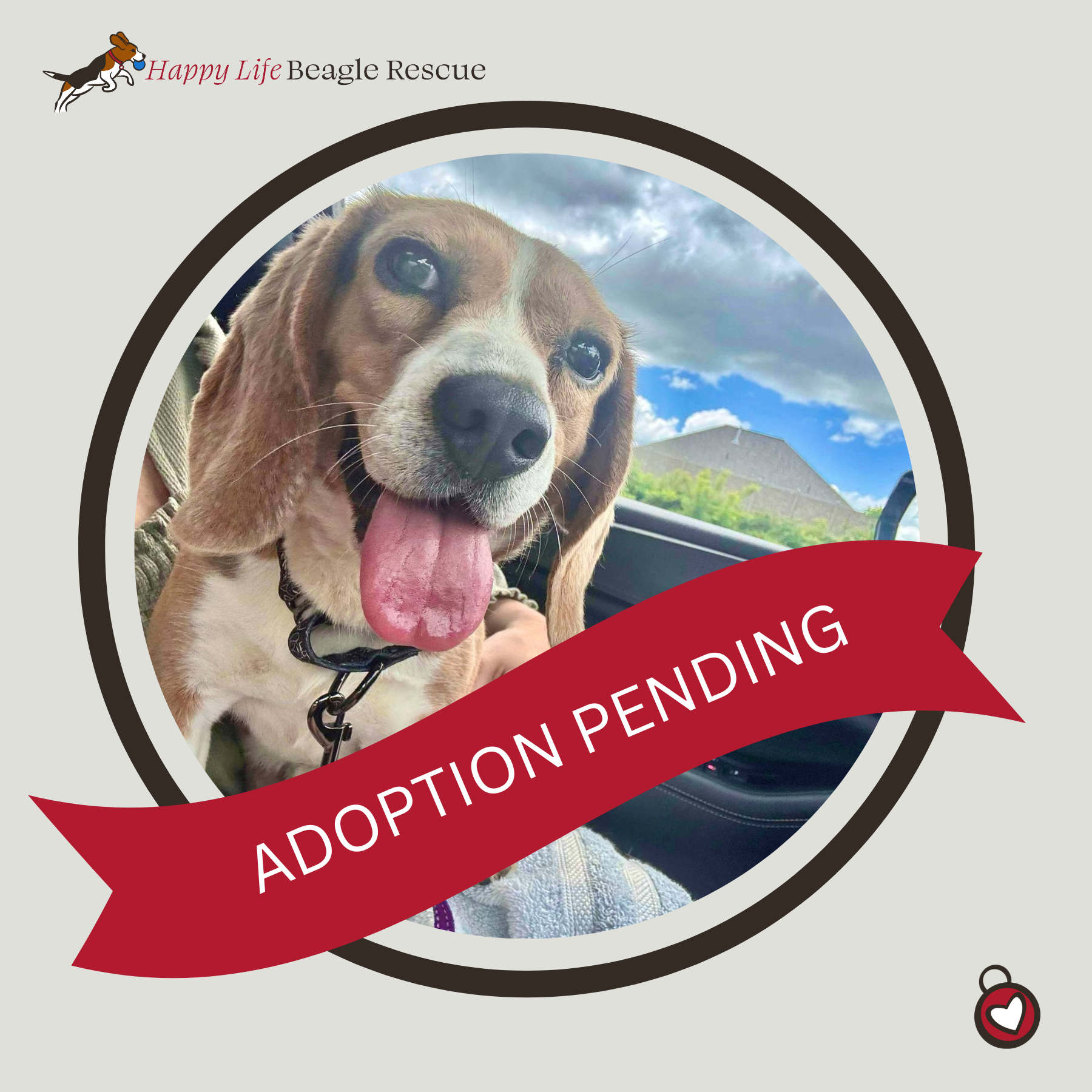Available Dogs — Happy Life Beagle Rescue
