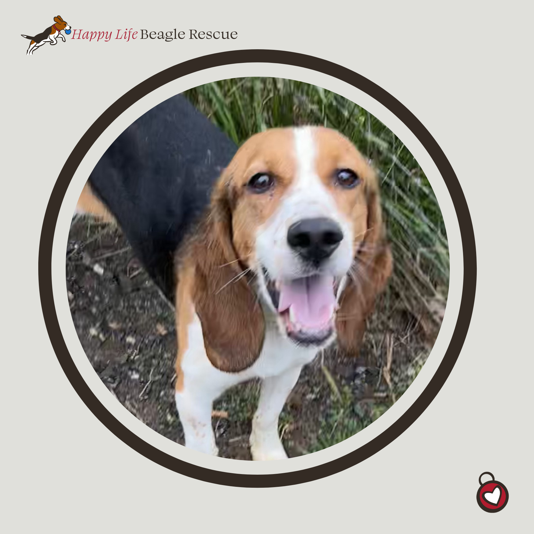 Available Dogs — Happy Life Beagle Rescue