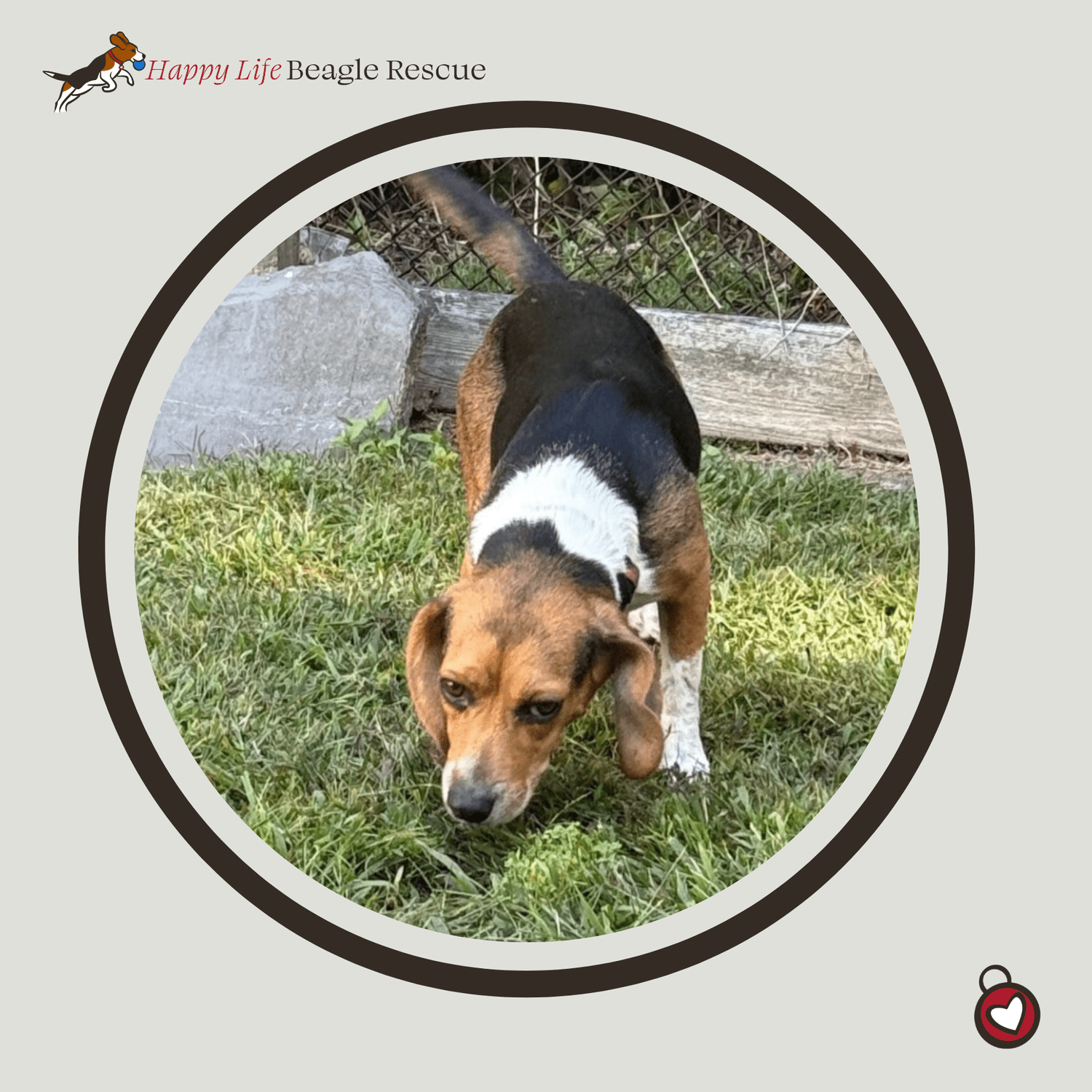 Available Dogs — Happy Life Beagle Rescue