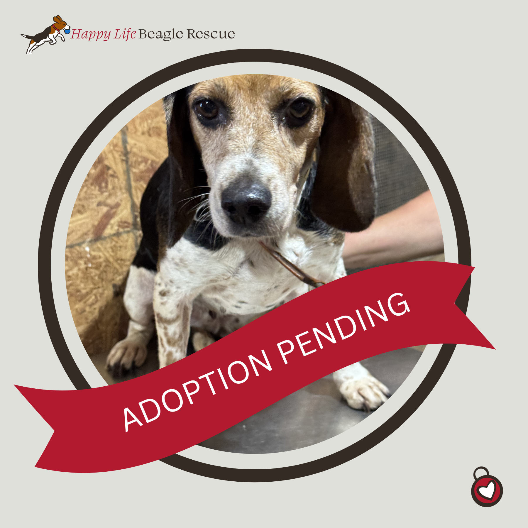 Available Dogs — Happy Life Beagle Rescue