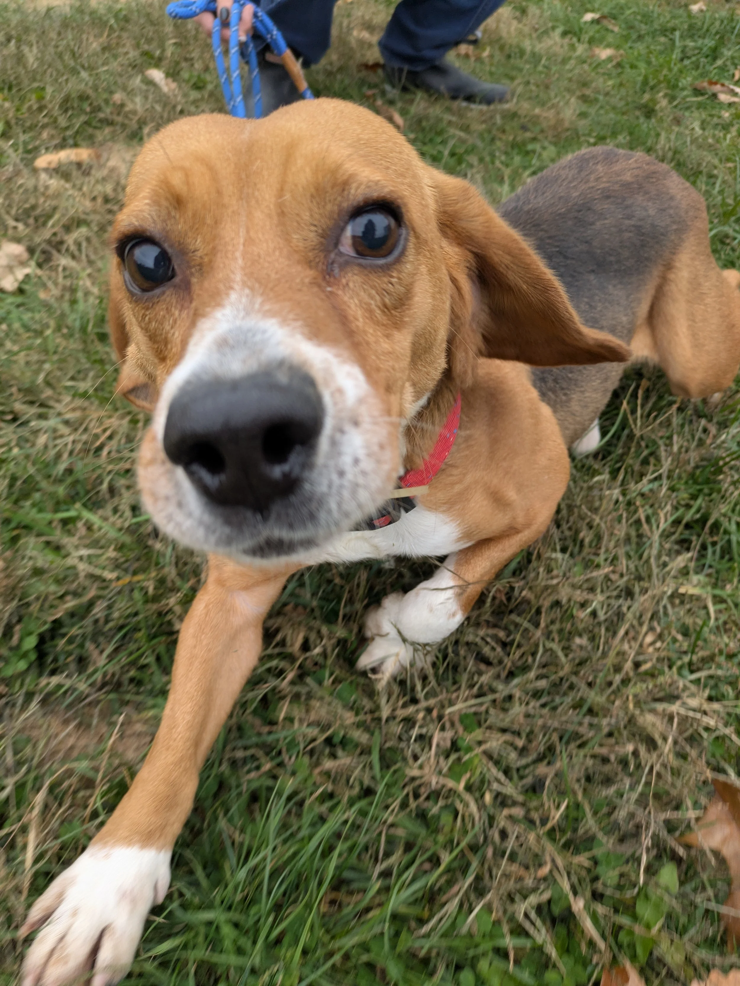 Odie 3.jpg