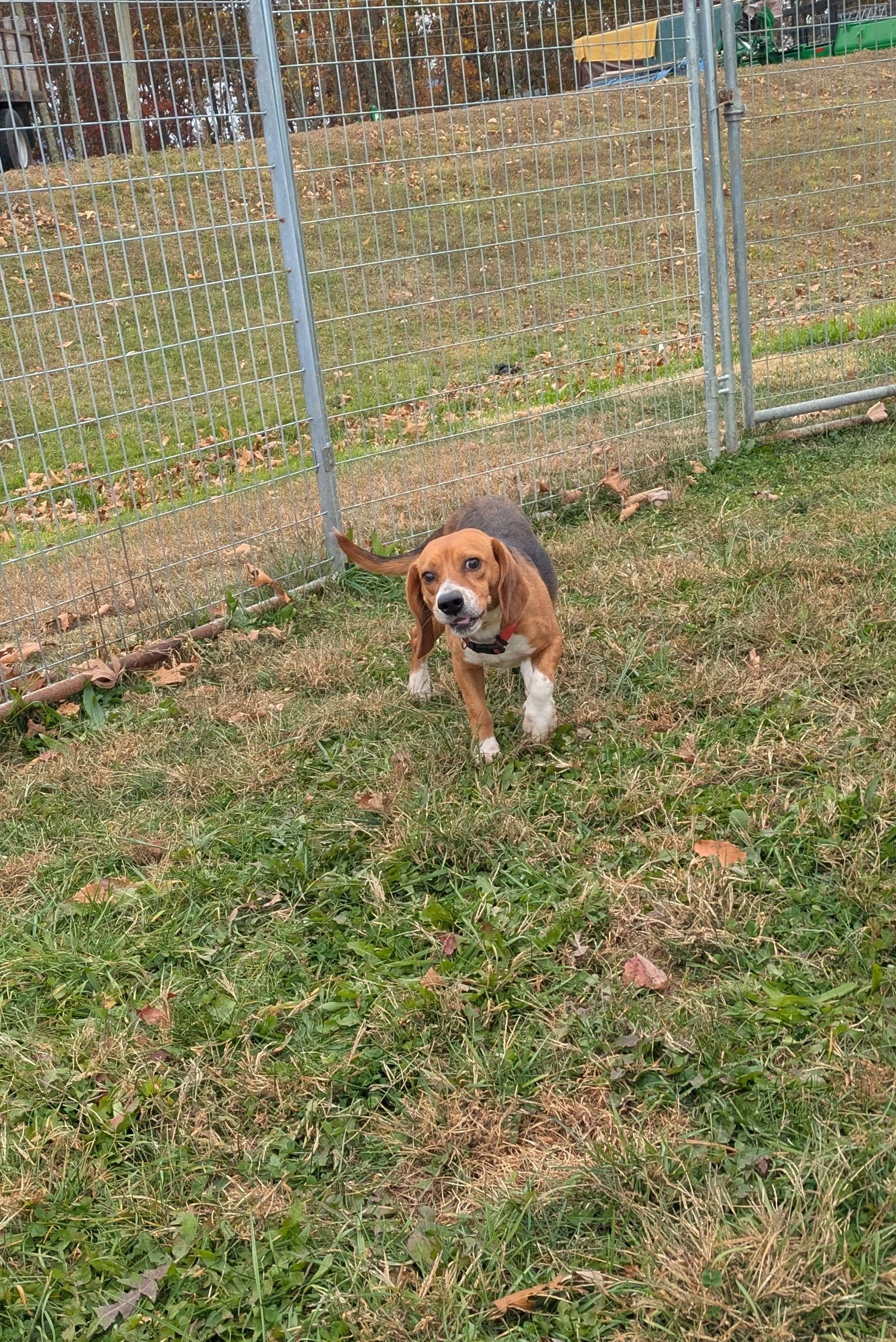 Odie 4.jpg