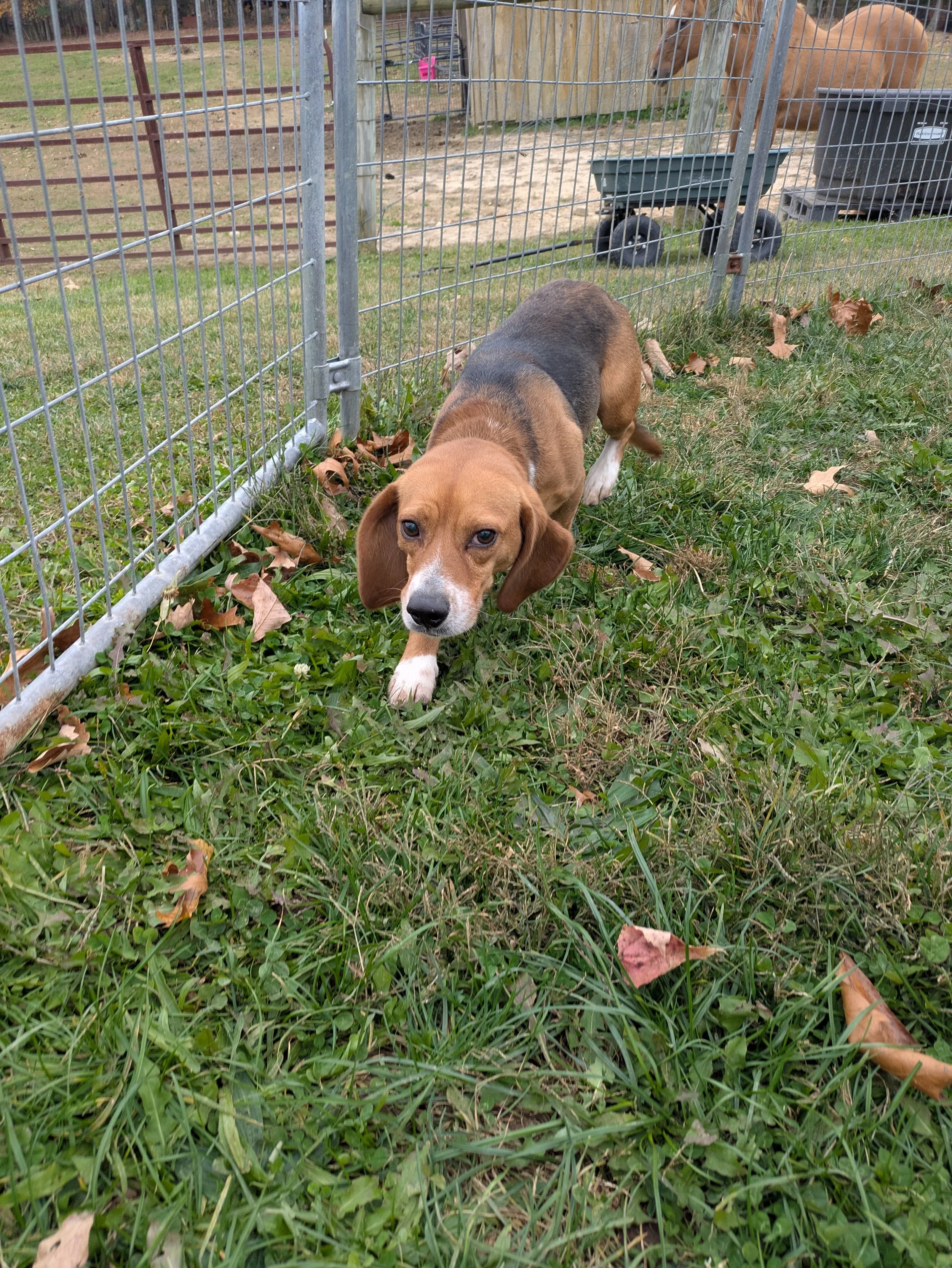 Odie 5.jpg