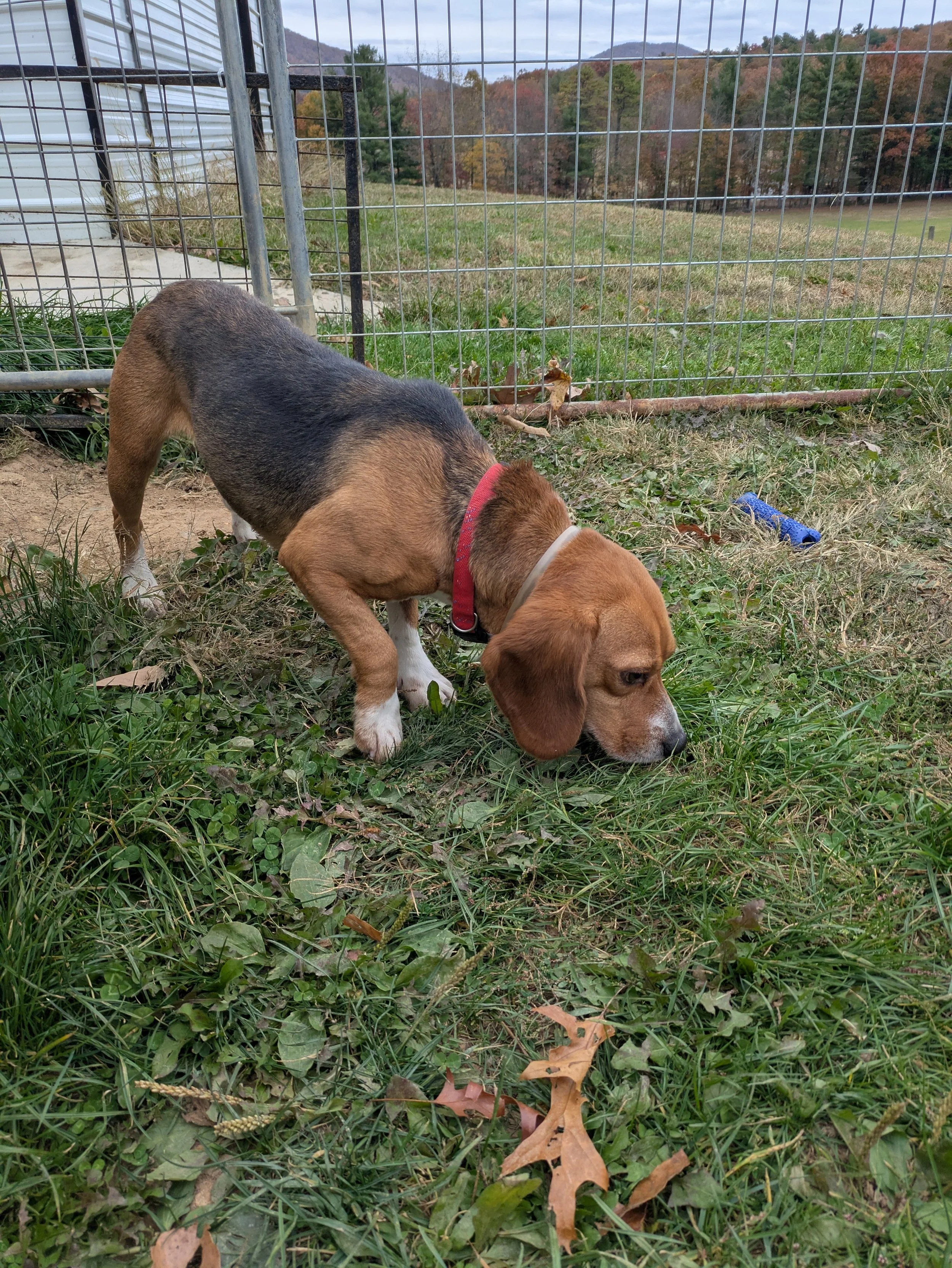 Odie 6.jpg