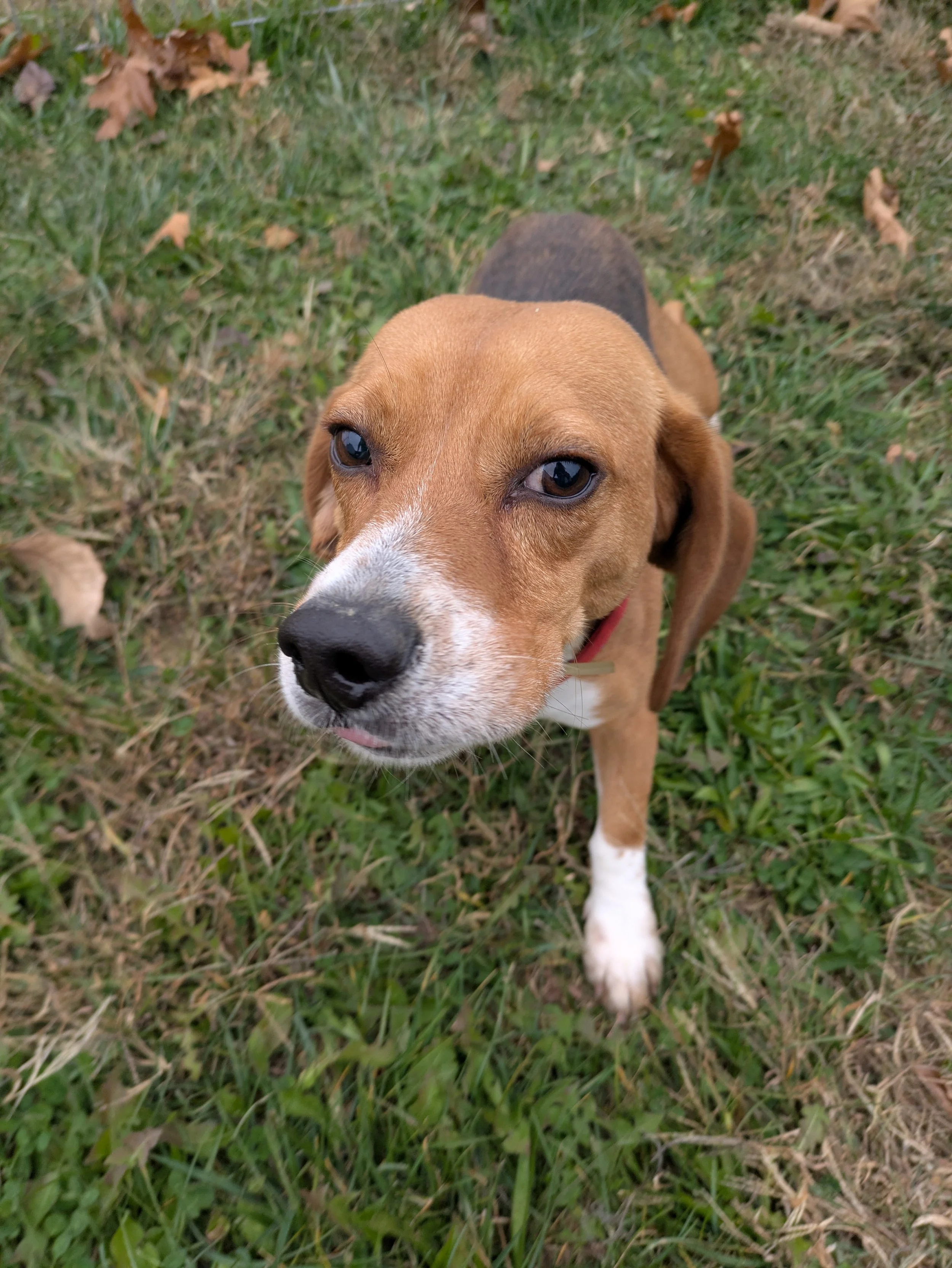 Odie 7.jpg