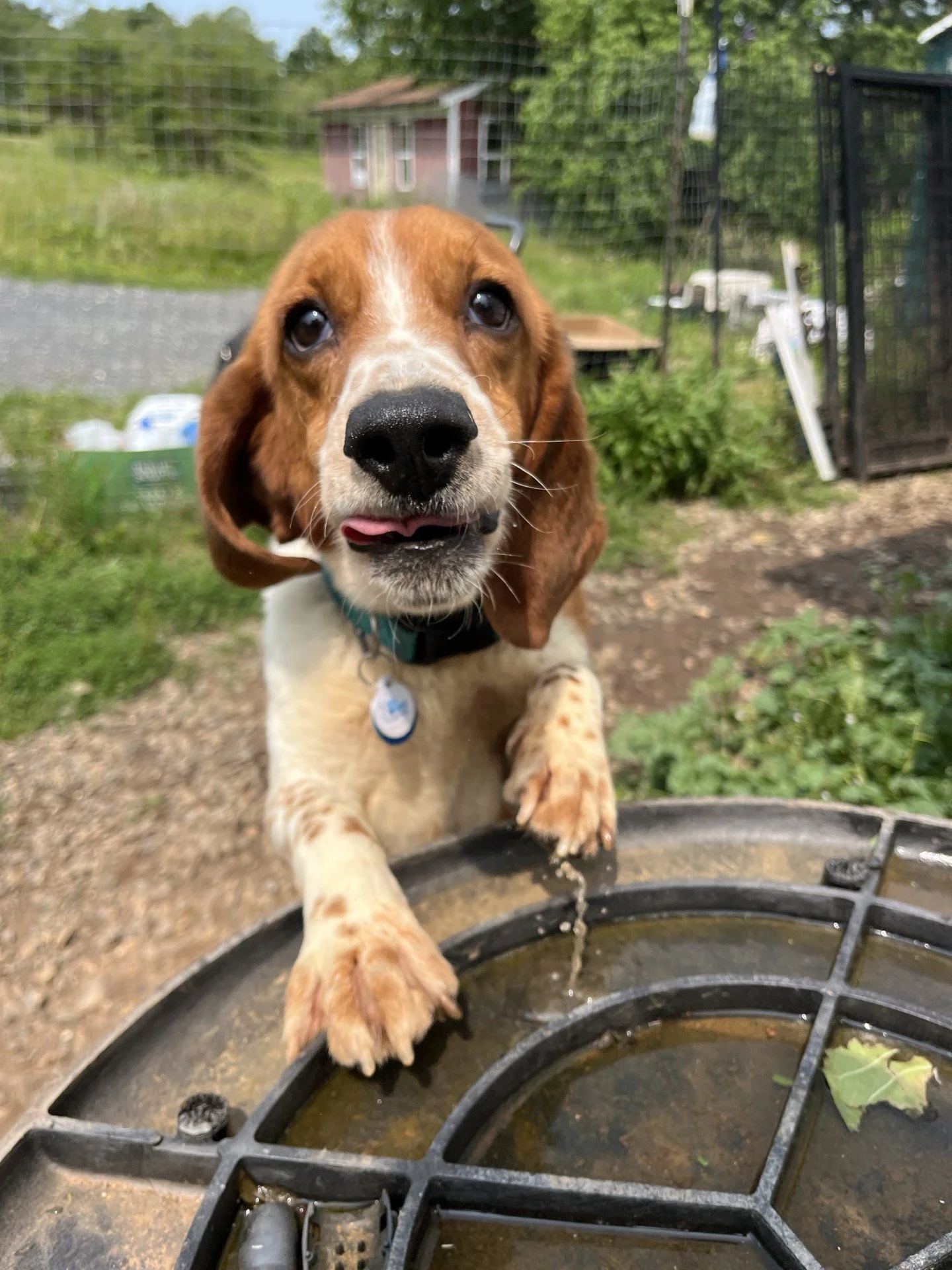 Mr Biscuits.jpg
