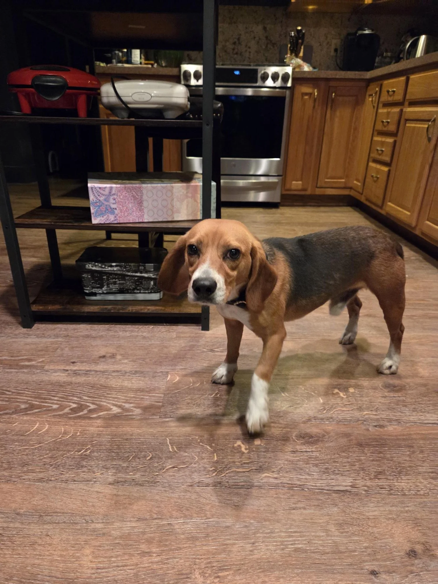 Odie c.jpg