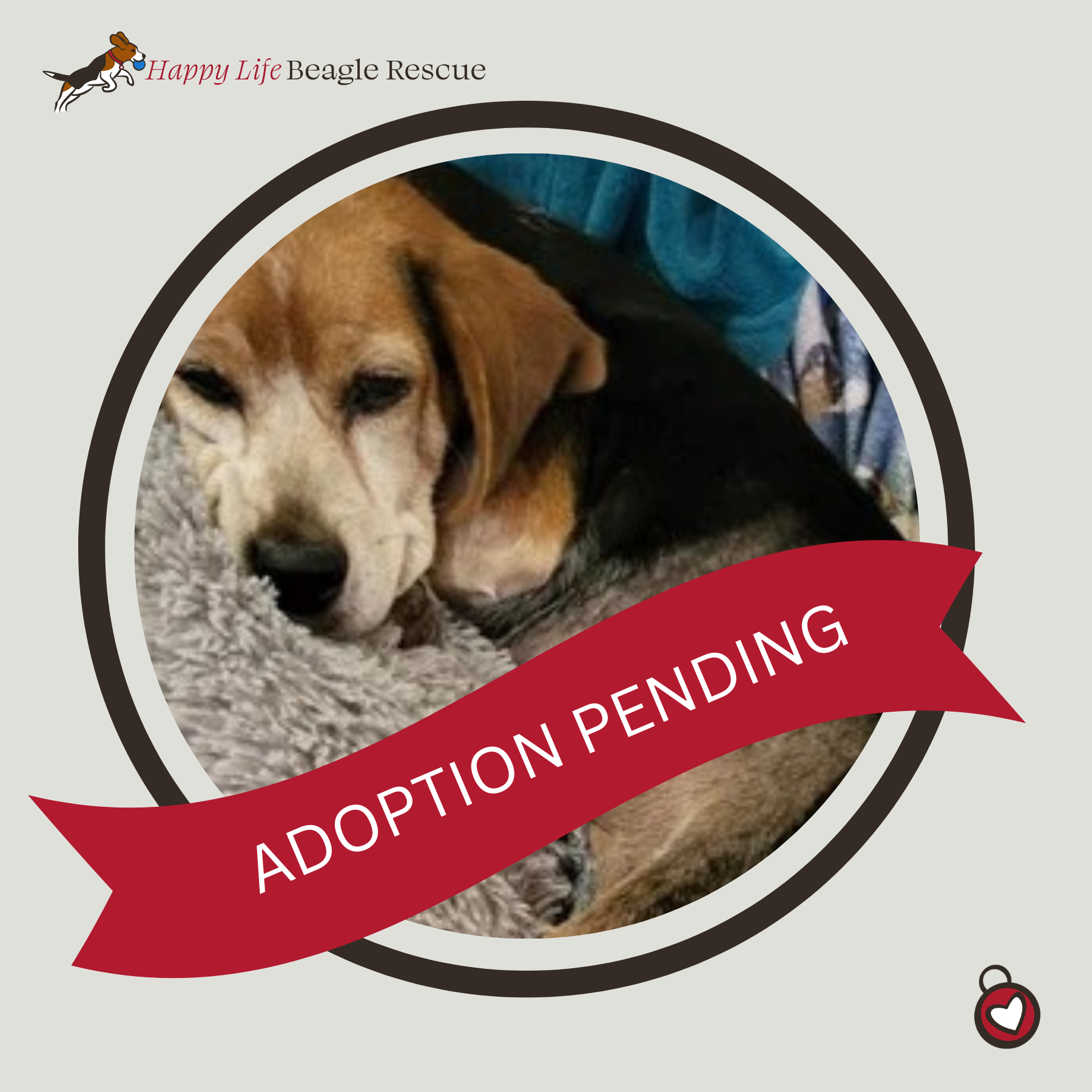 Available Dogs — Happy Life Beagle Rescue