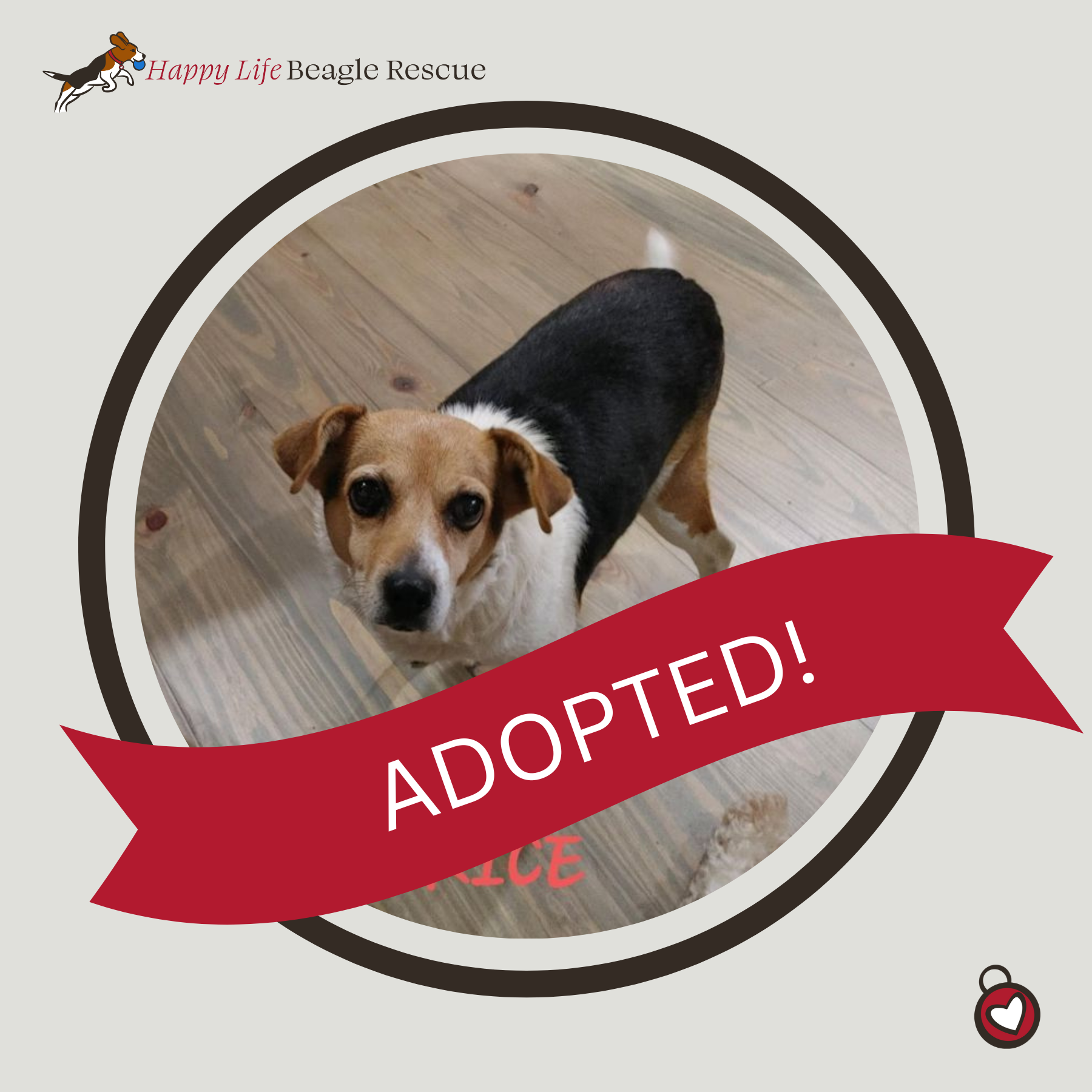 Available Dogs — Happy Life Beagle Rescue