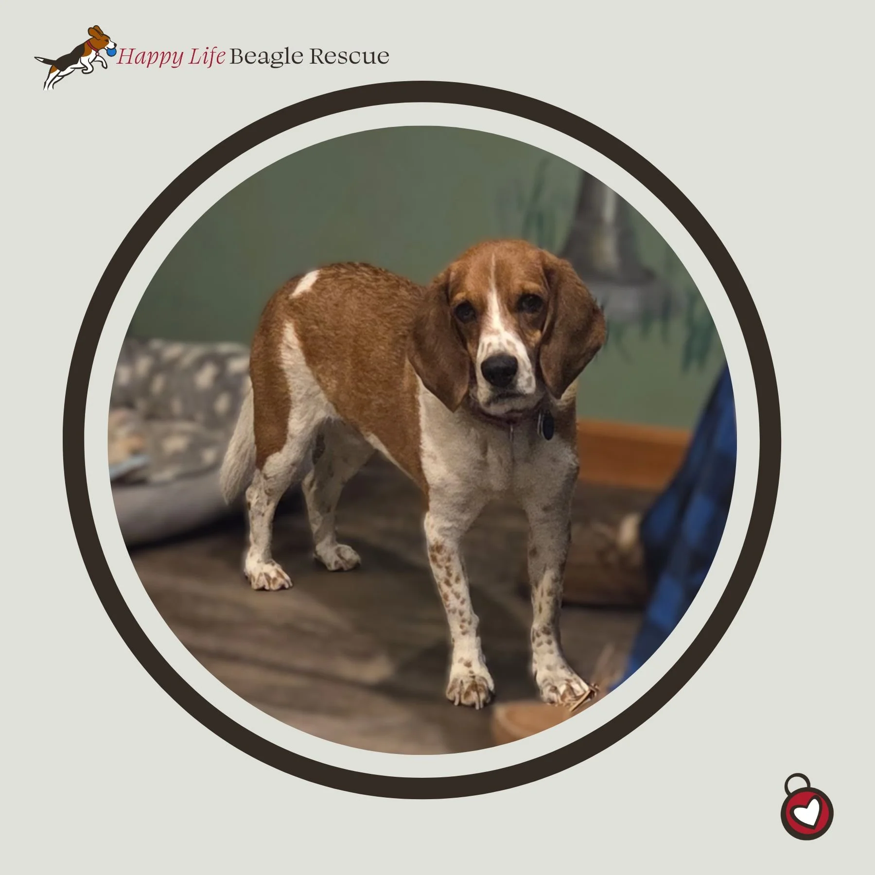Available Dogs — Happy Life Beagle Rescue
