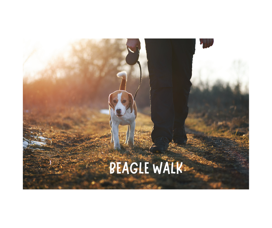 Beagle Walk
