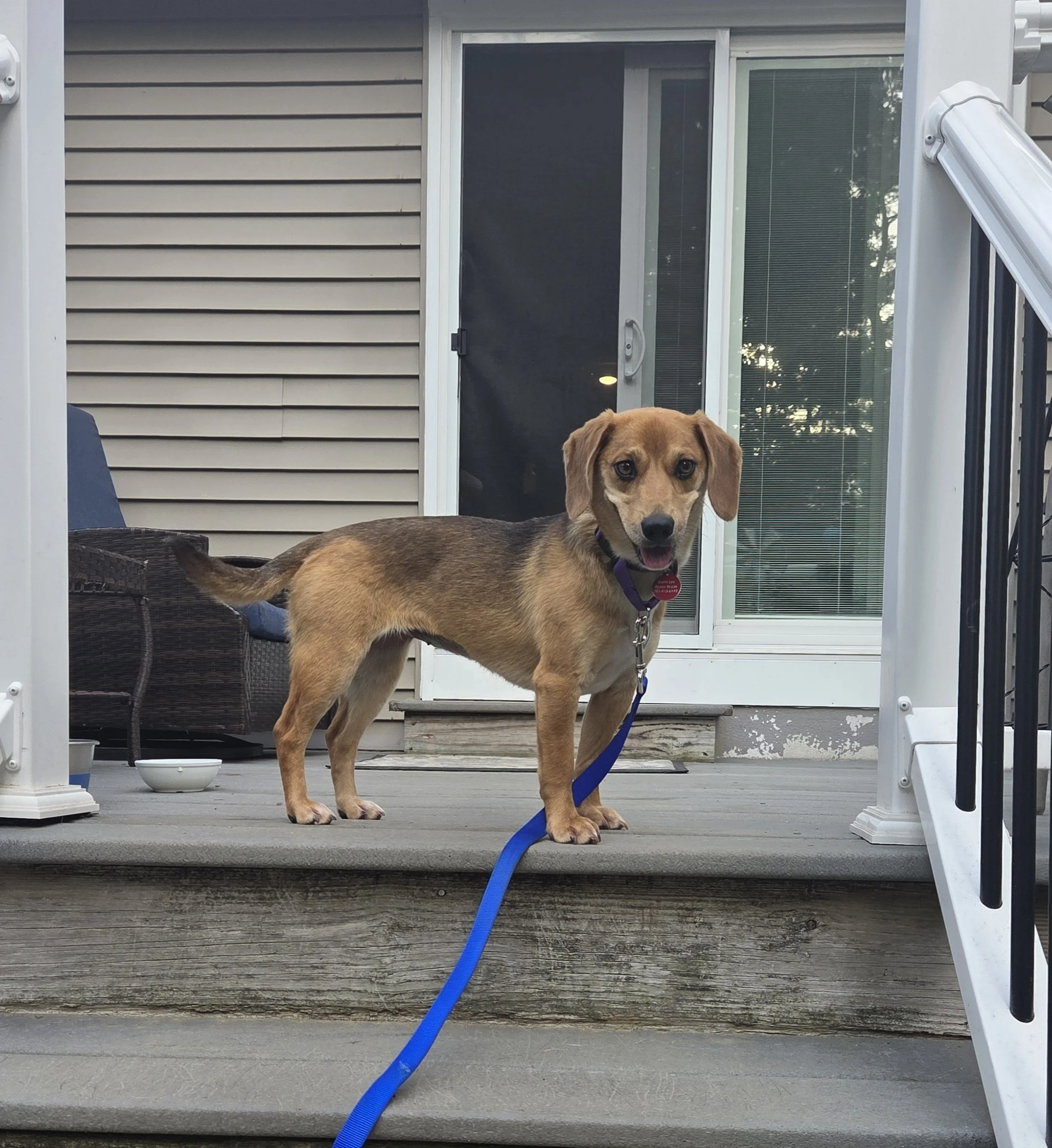 Daphne5.jpg