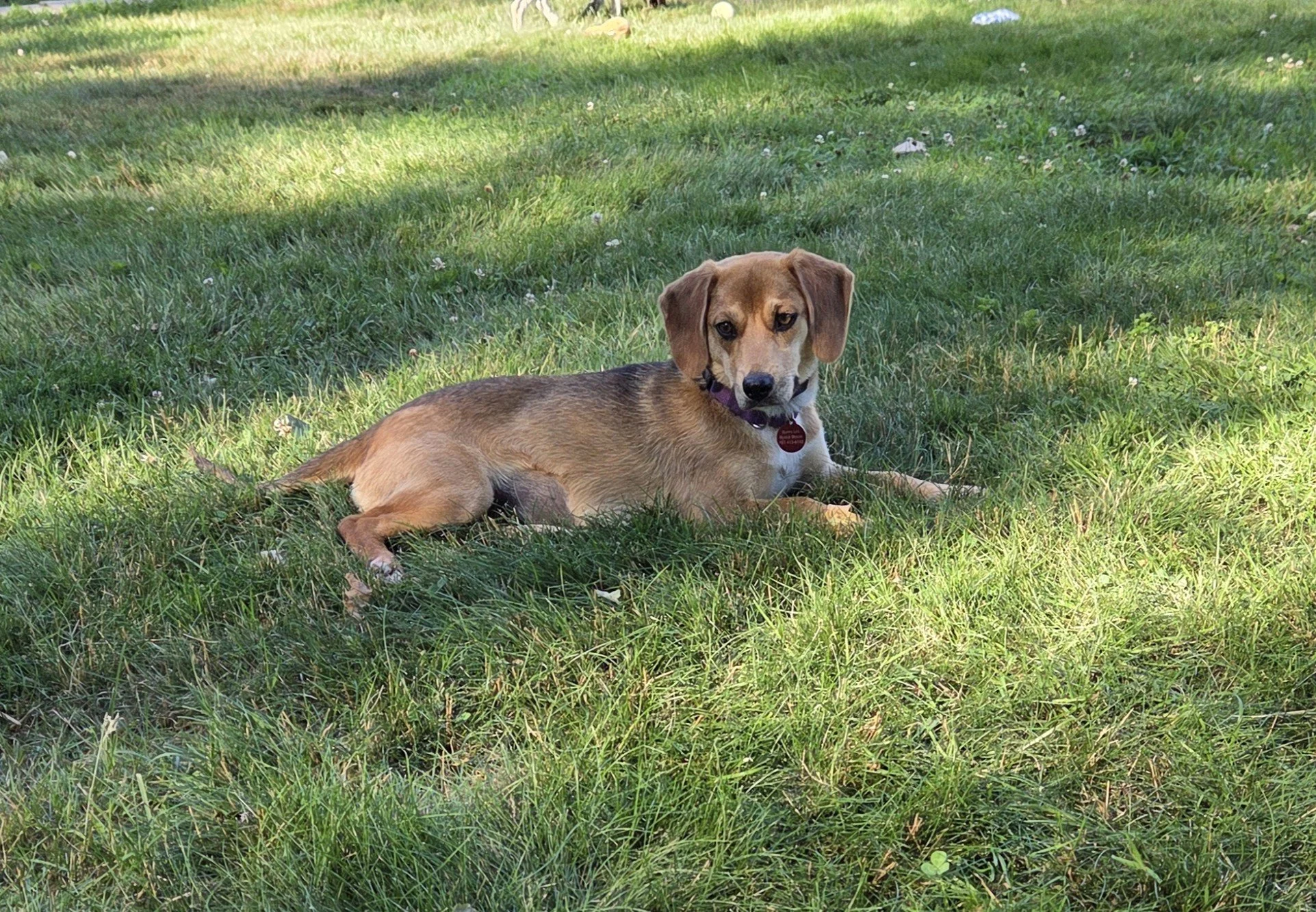 Daphne15.jpg