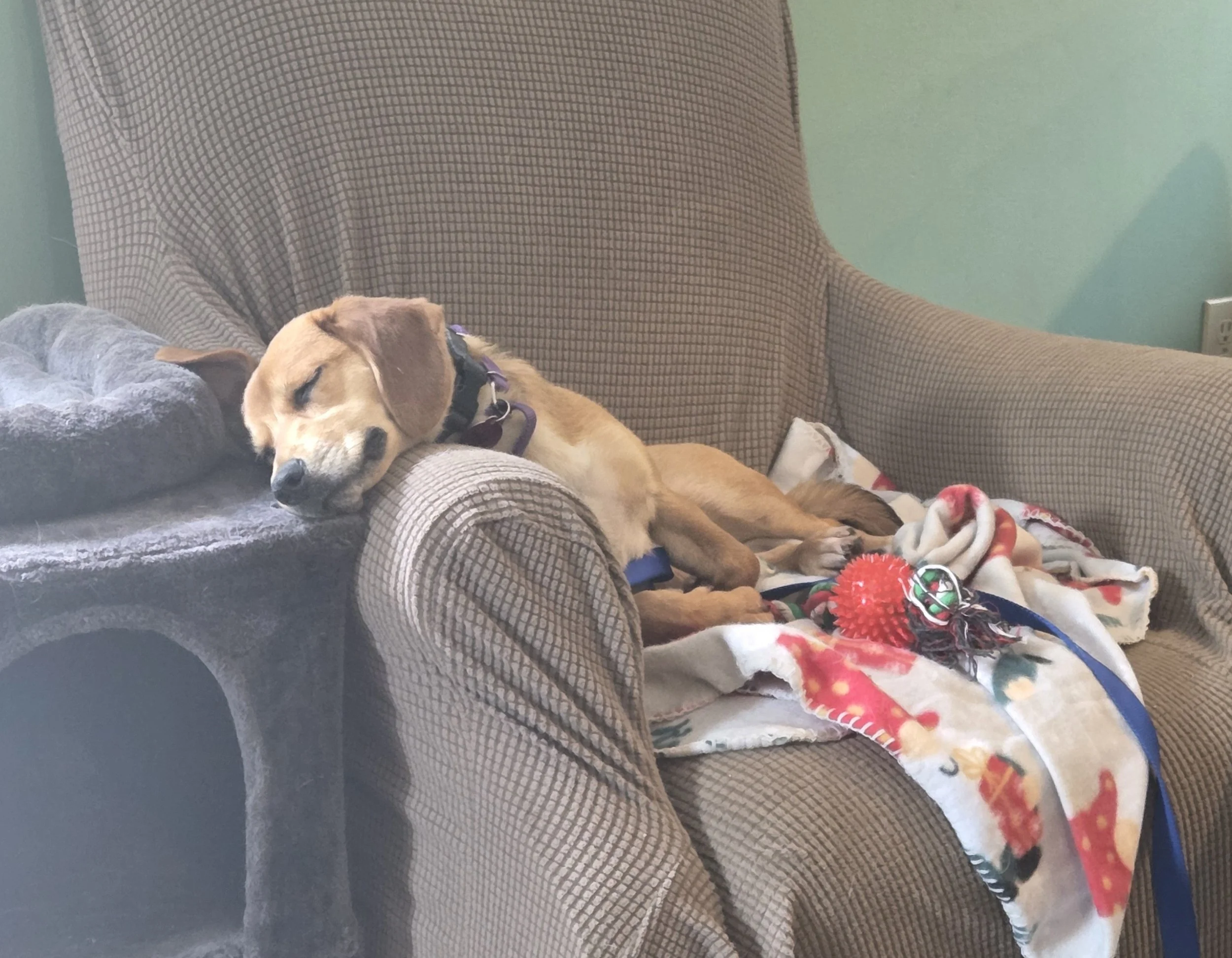 Daphne11.jpg