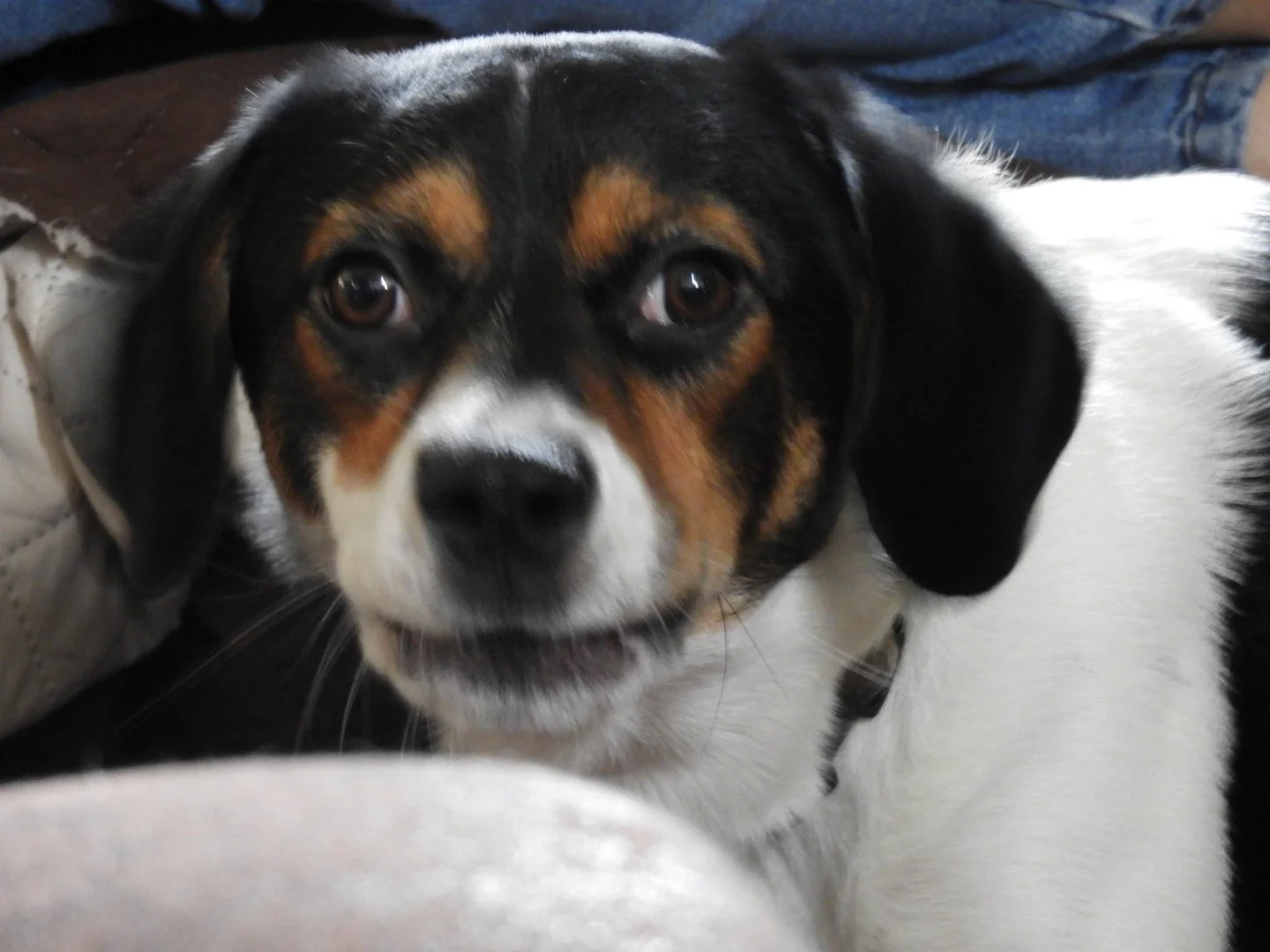 Sparky2.jpg