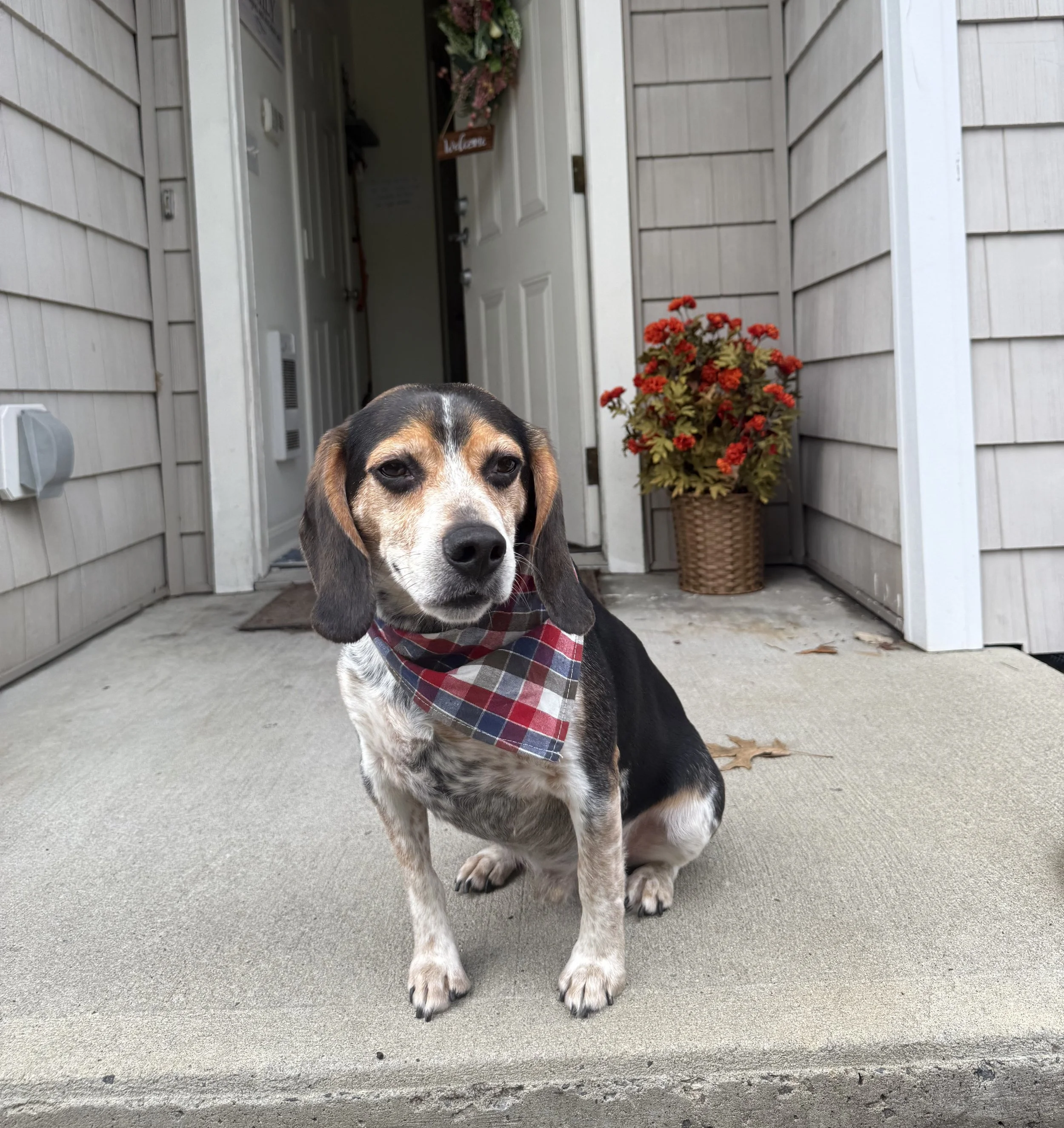 Toby.jpeg