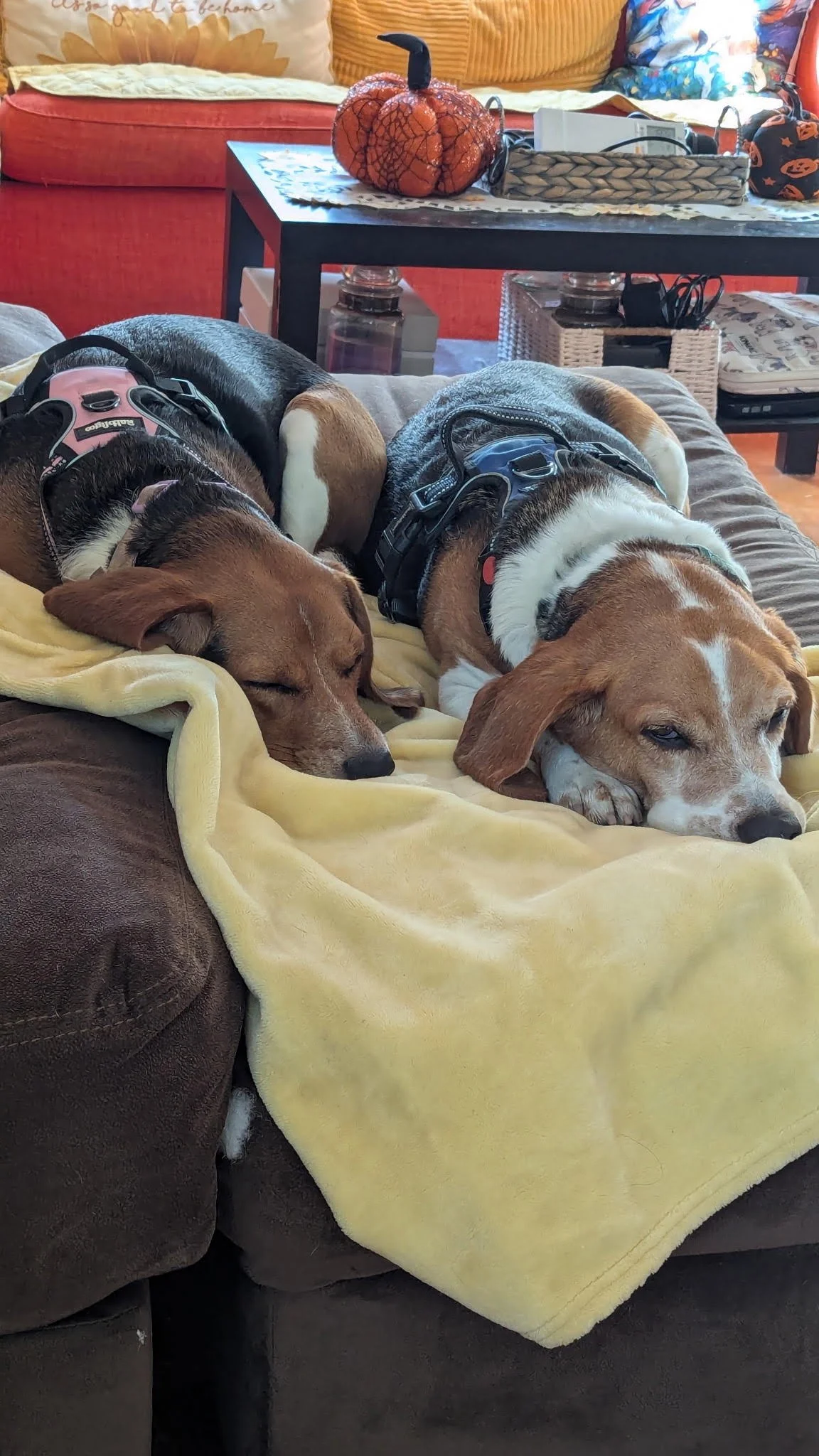 Lucy and Carlton2.jpg