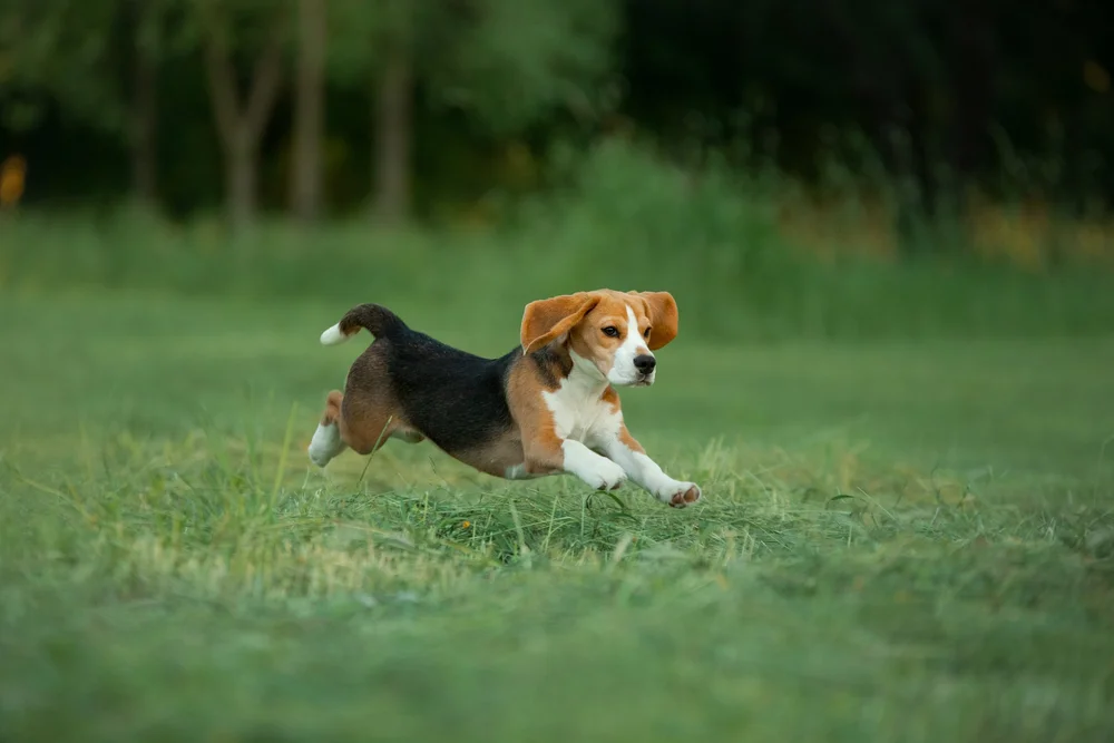Happy Life Beagle Rescue