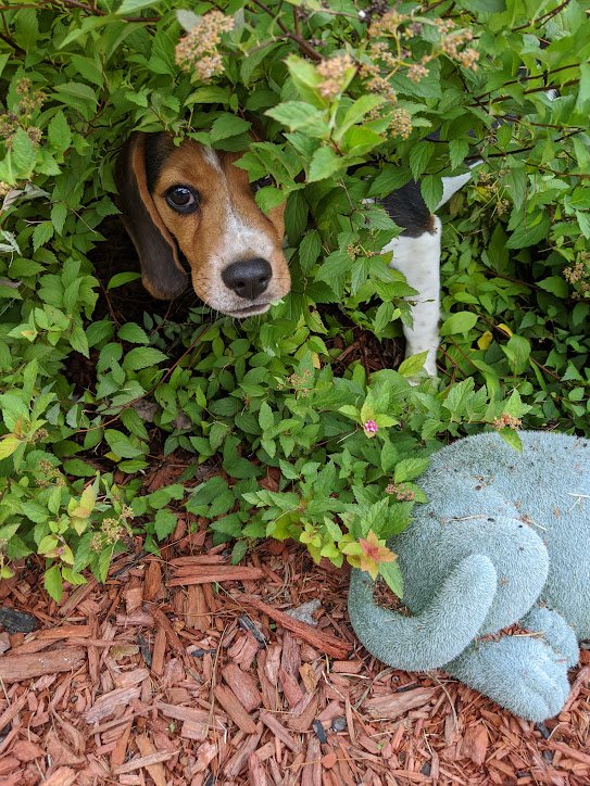 Happy Life Beagle Rescue