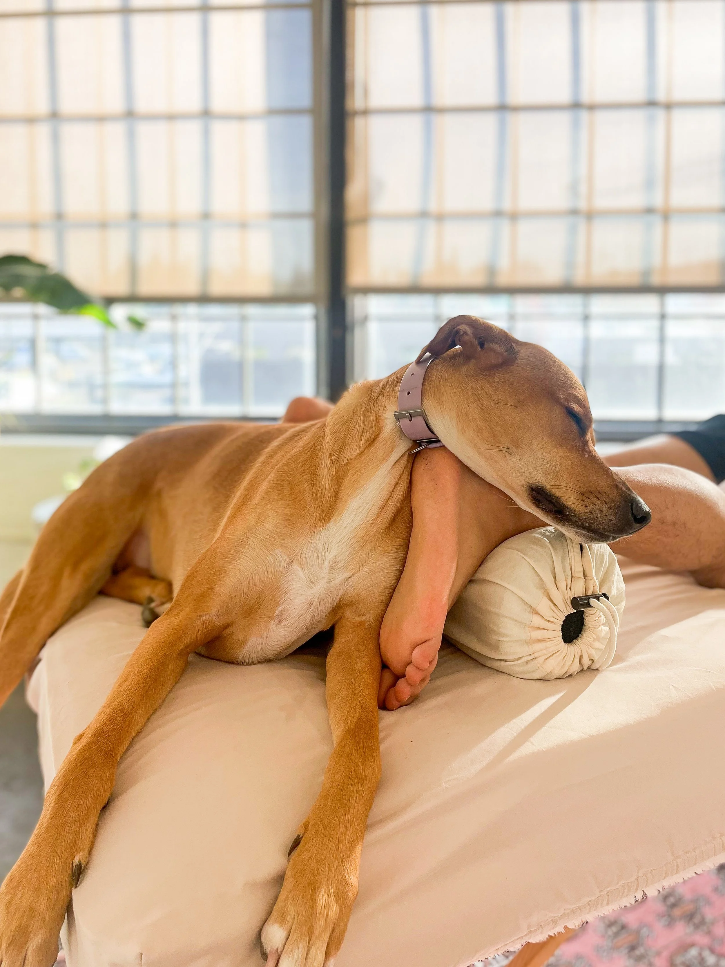 therapy dog at SE Portland acupuncture studio