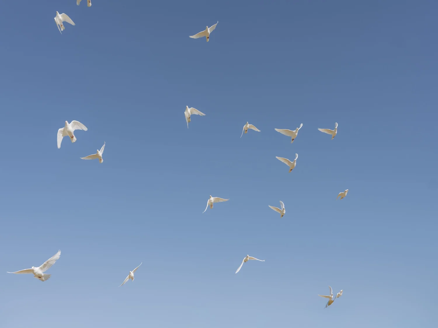 A moment in flight — photograph 1