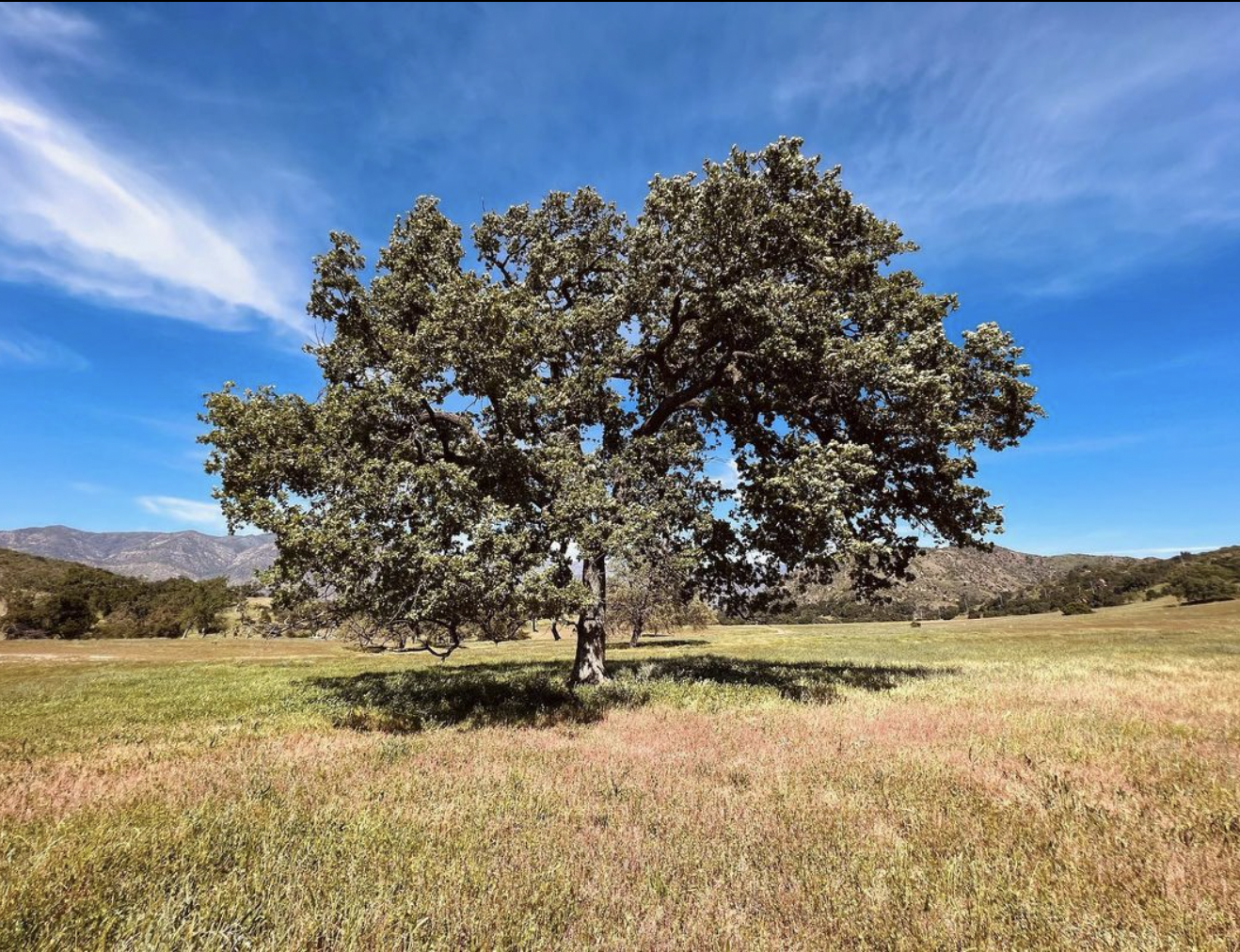 A solitary oak on RMR’s open ranchland