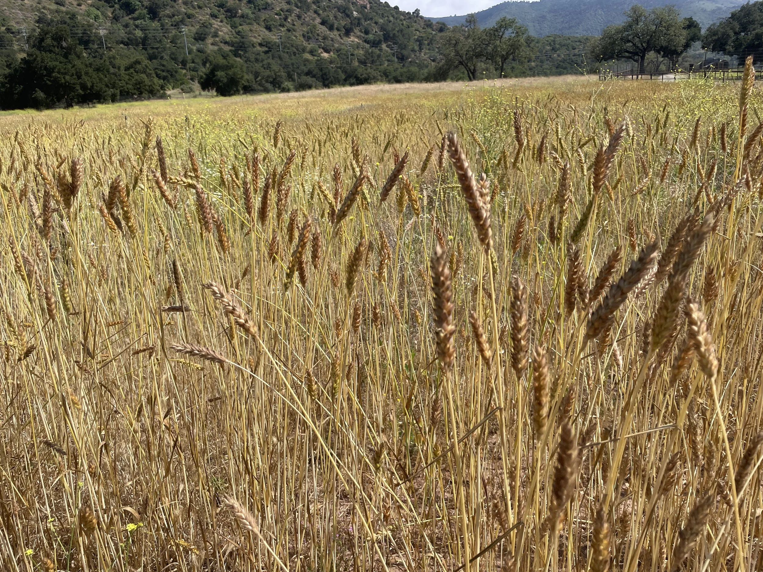 Heritage wheat growing at RMR Ranch