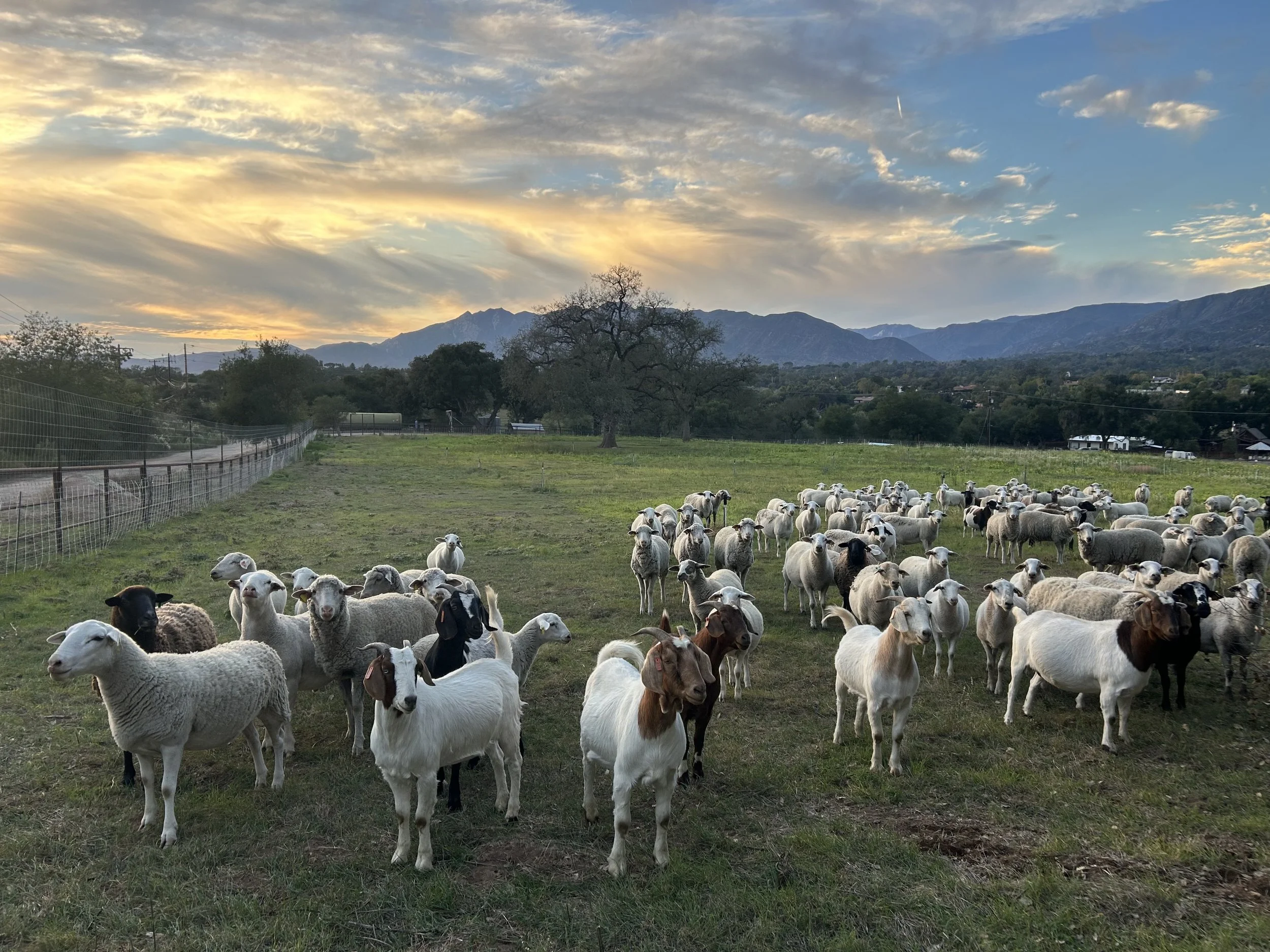 The ranch flock grazing at sunset