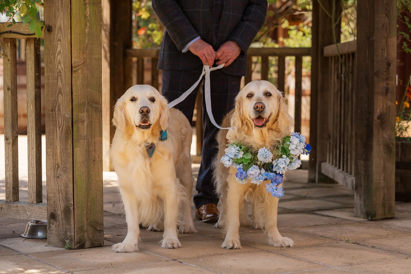 Debbie and Nigel’s two golden retrievers stand beneath the wooden pergola at Yarlington Barn in Somerset, one wearing blue flowers, creating a warm pet-friendly wedding portrait before the ceremony.