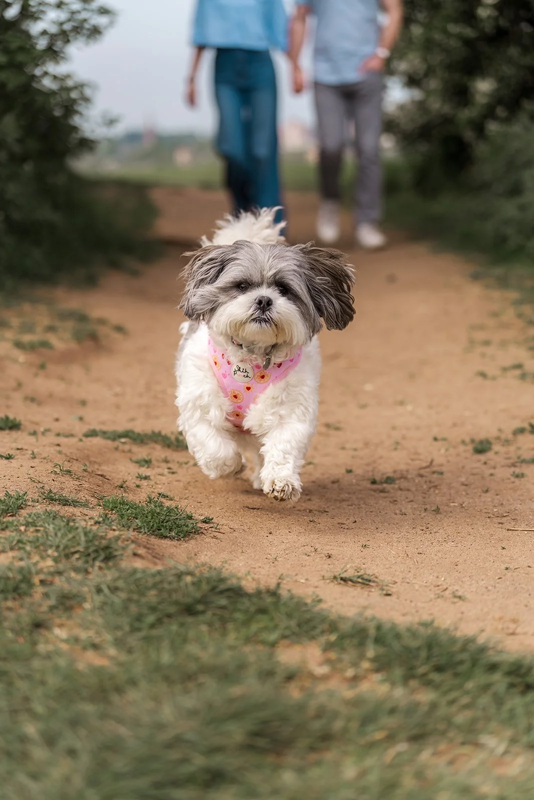 Chloe and Joel’s small dog walking along a Somerset path in a pink harness, with the couple softly blurred behind, adding a playful personal detail to their relaxed countryside engagement photo session captured by Just James Weddings outdoors.