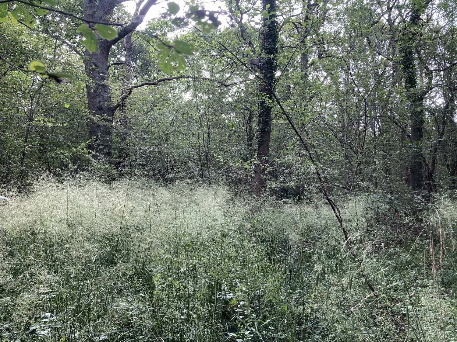 Leafy trees standing in meadow of tall flowering grasses