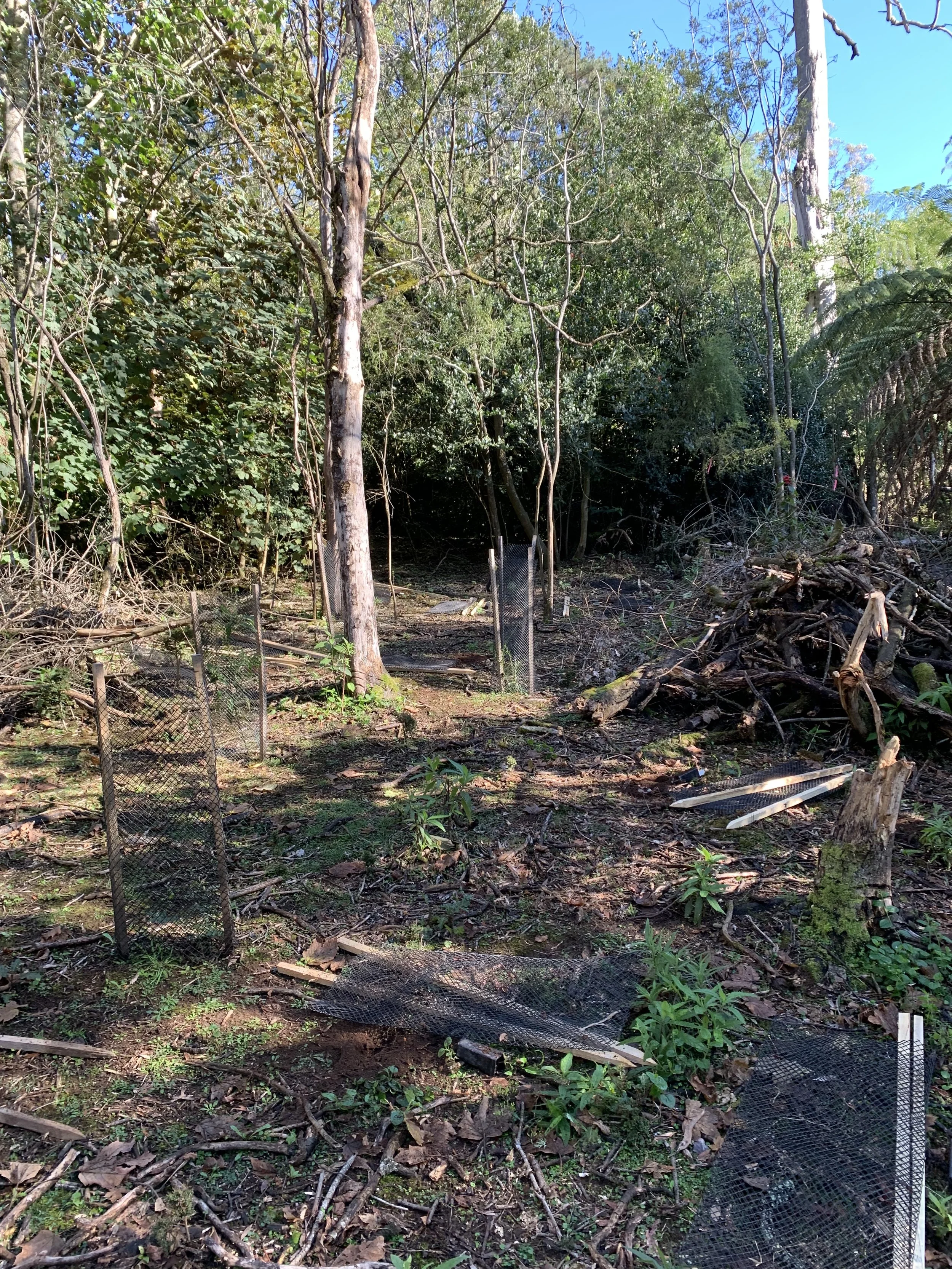 Planting in autumn of remaining plants